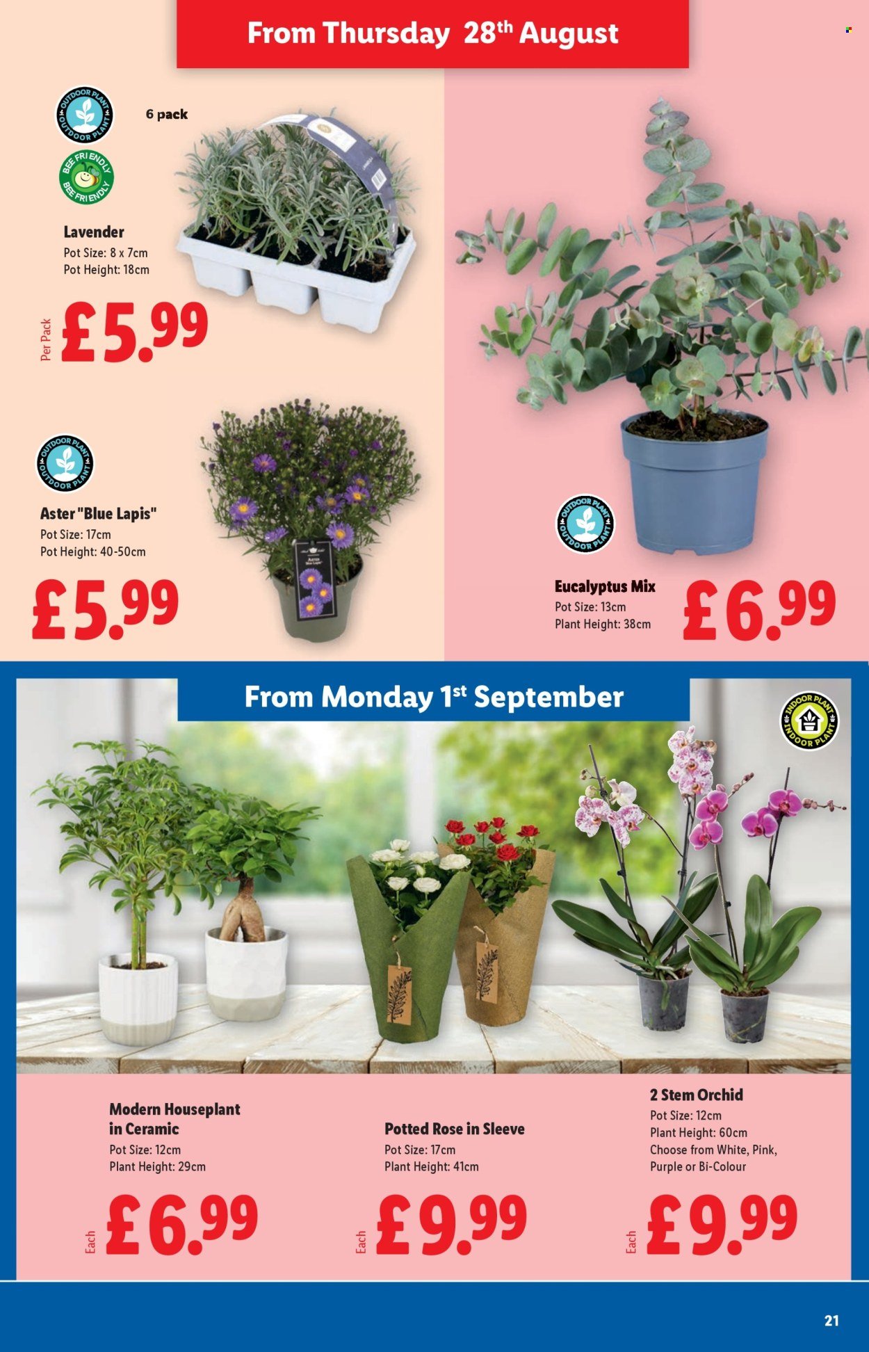 LIDL offer - August to September 2025 (2025-08-28 - 2025-09-03) | 21
