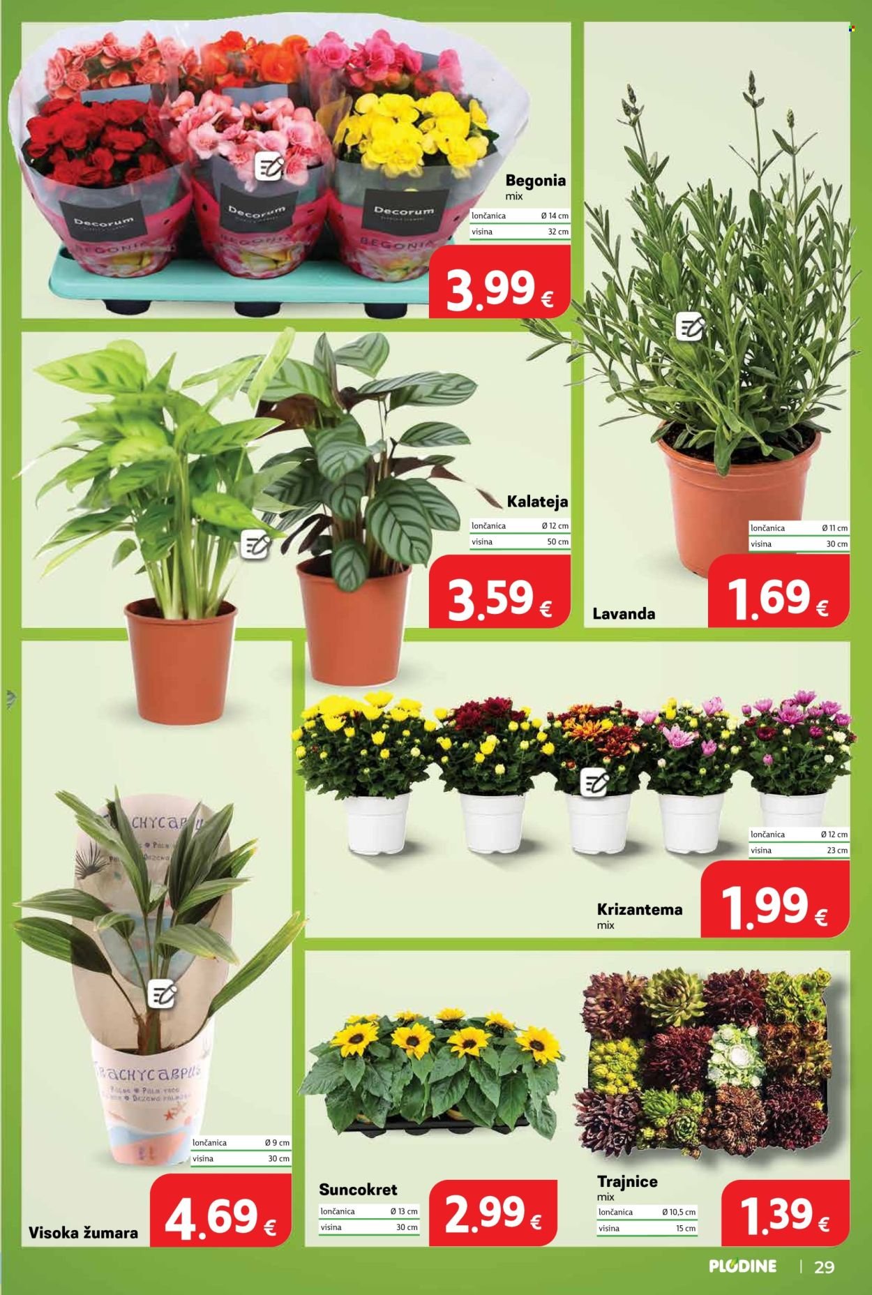 PLODINE katalog - Stigli smo u SINJ!