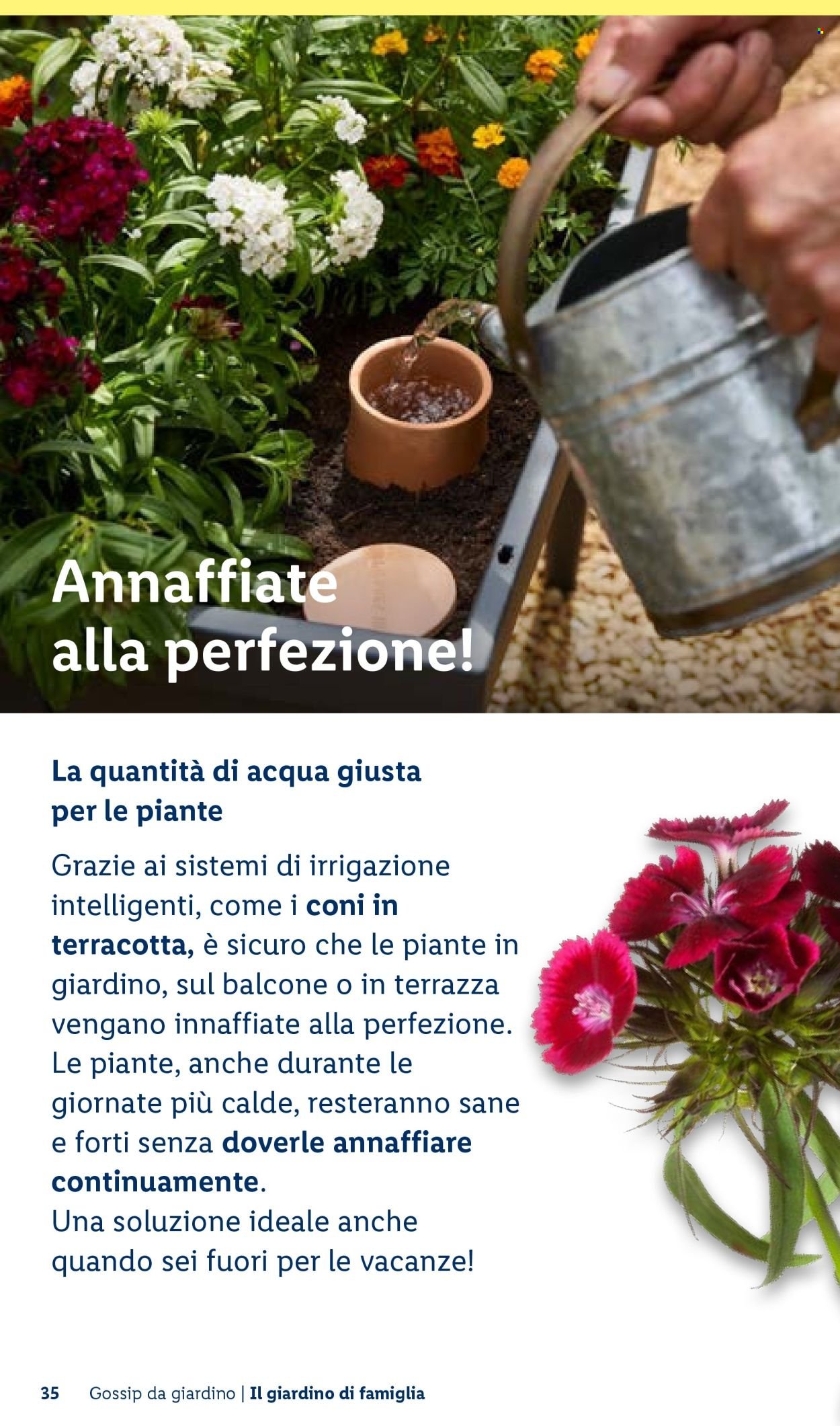 Offerta LIDL - Vivi il tuo giardino (2026-04-22)