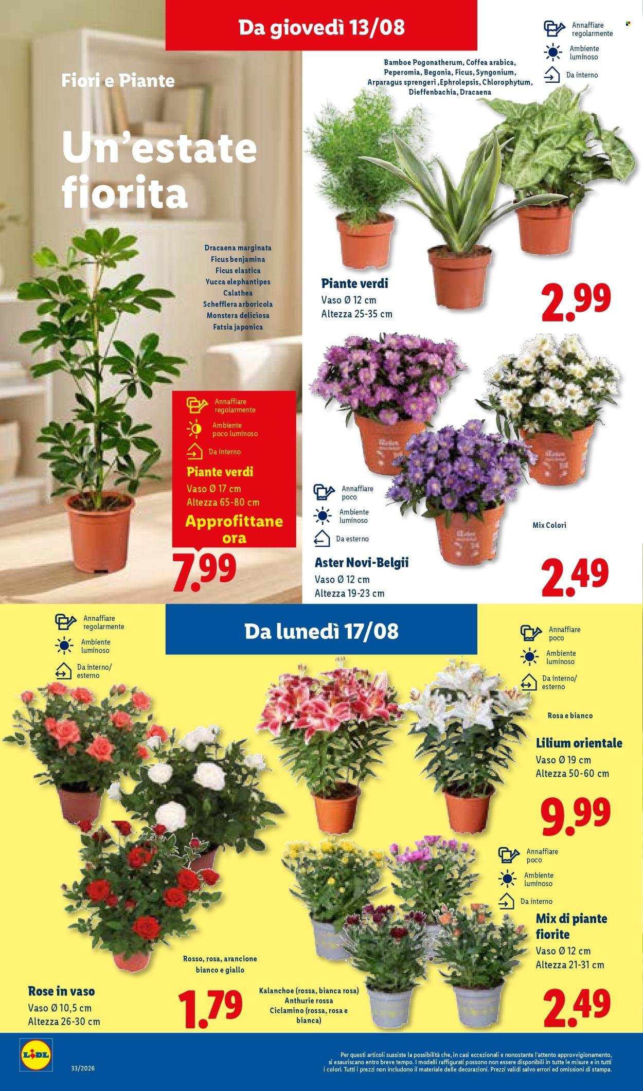 Volantino LIDL - Ferragosto fino al -50%