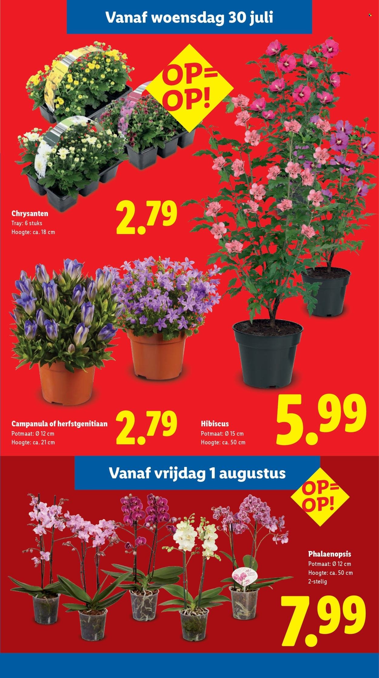 LIDL folder - Week 31 (2025-07-28 - 2025-08-03)