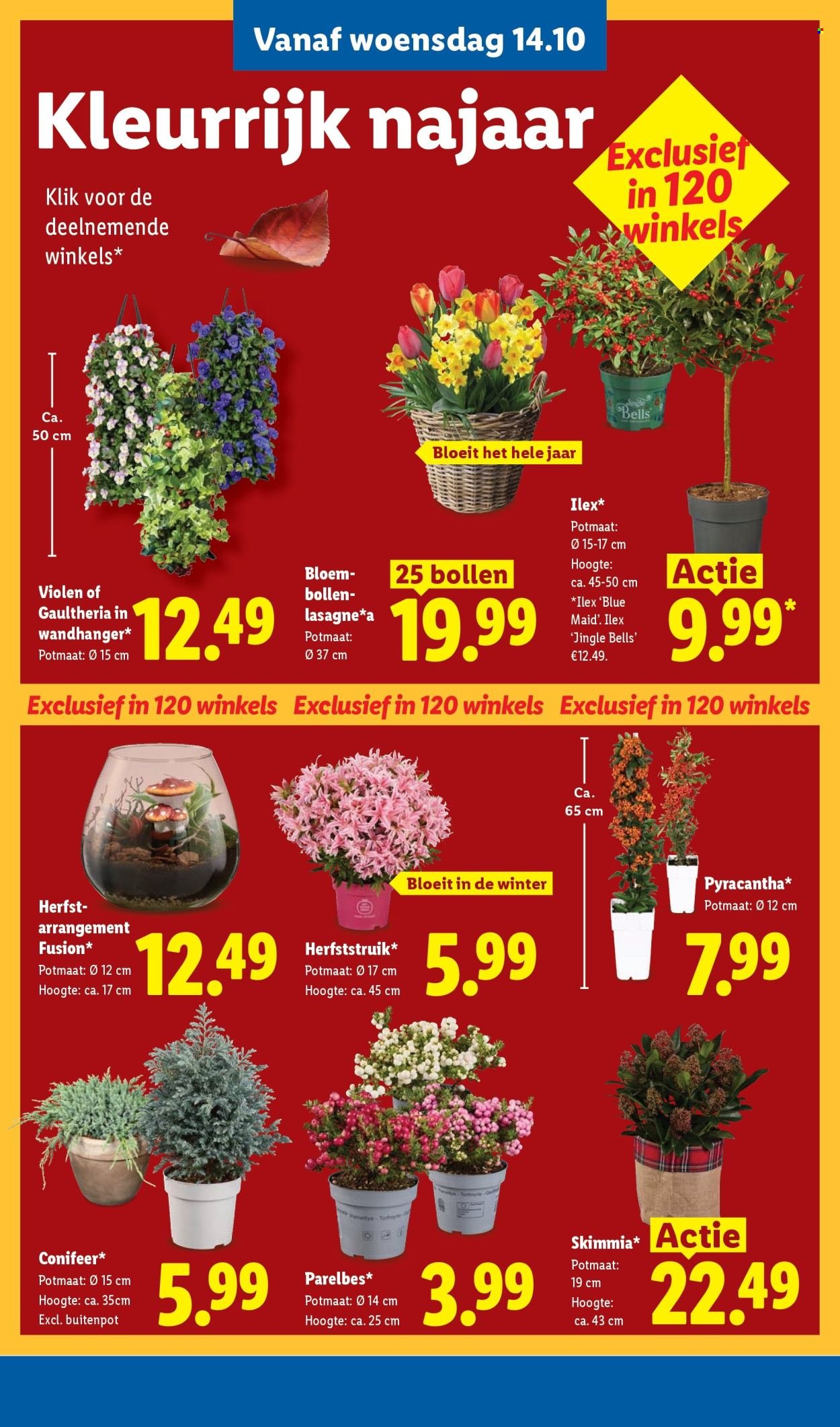 LIDL folder - Week 42