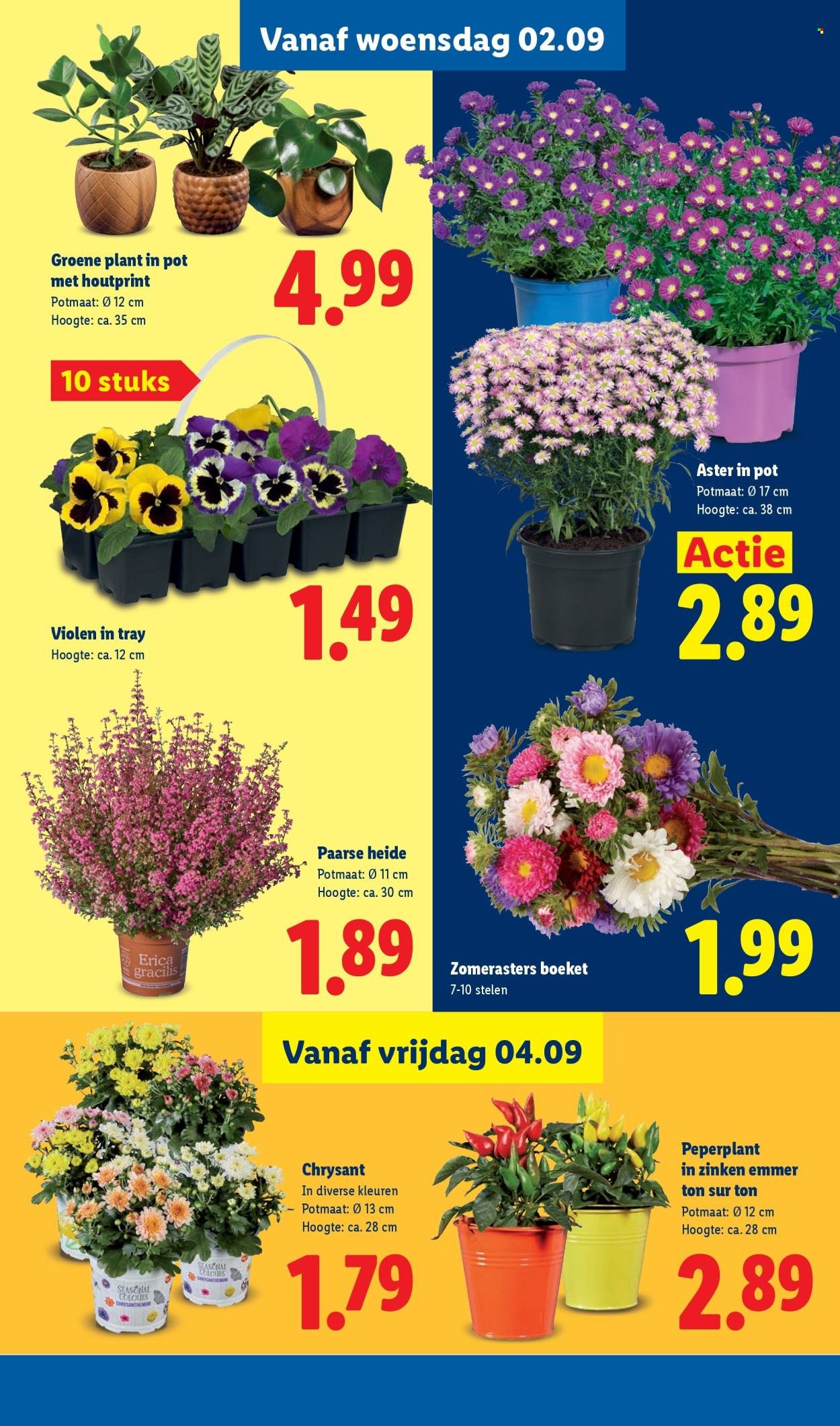 LIDL folder - Week 36