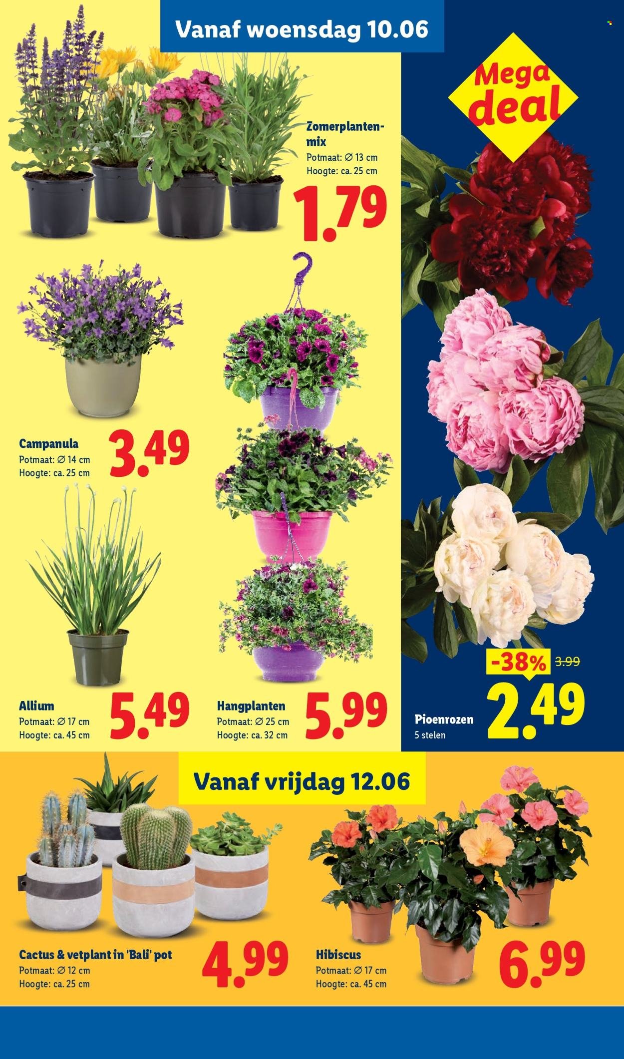 LIDL folder - Week 24
