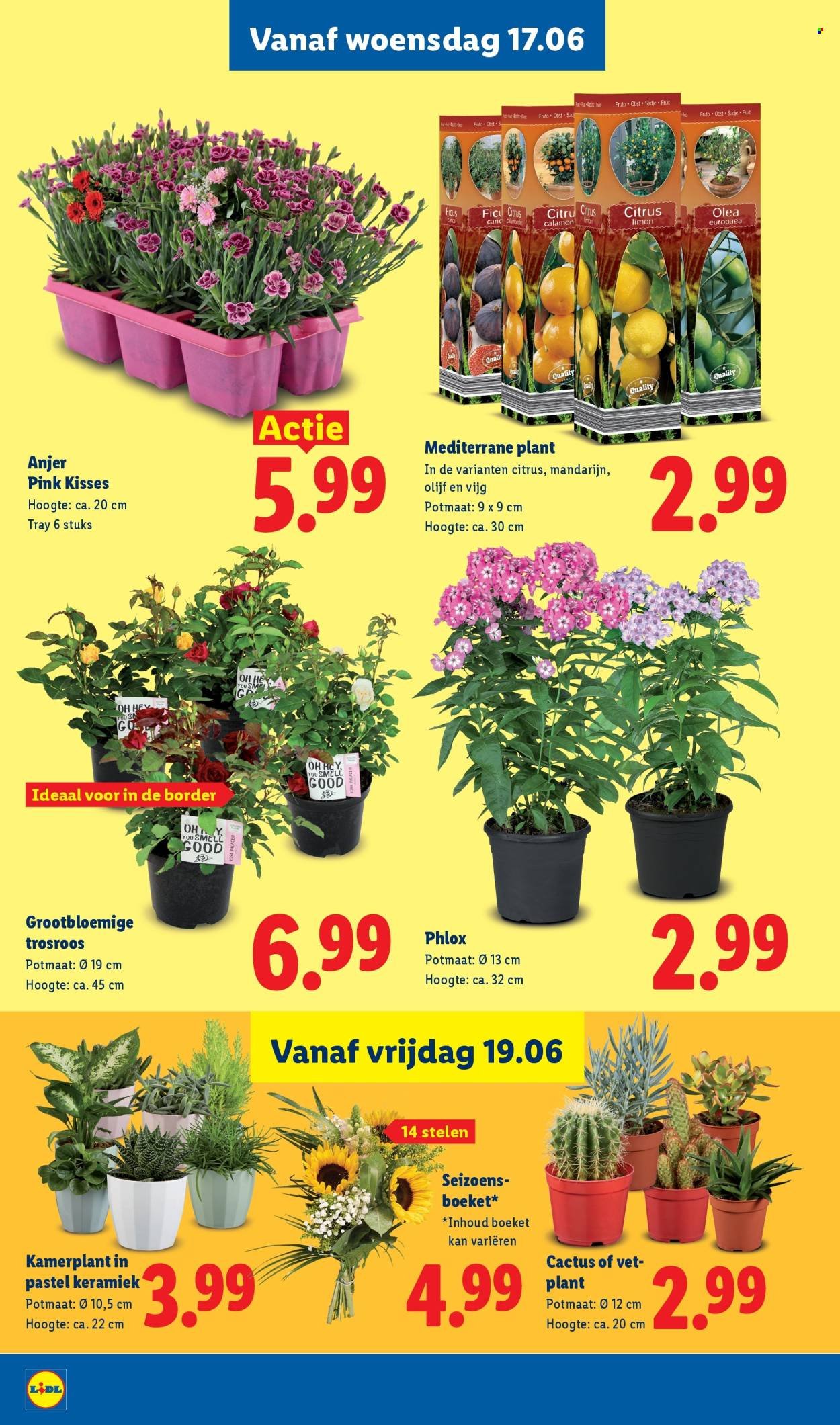 LIDL folder - Week 25