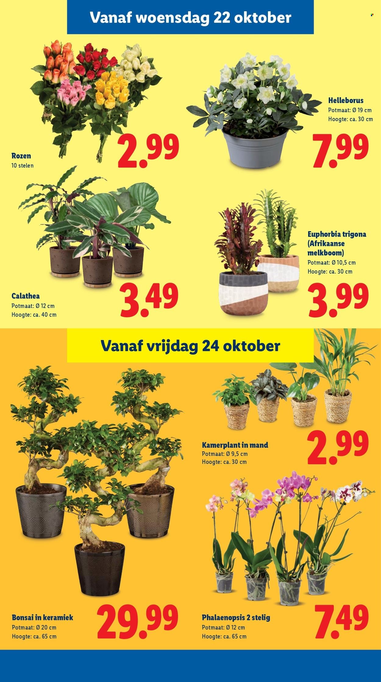 LIDL folder - Week 43 (2025-10-20 - 2025-10-26)