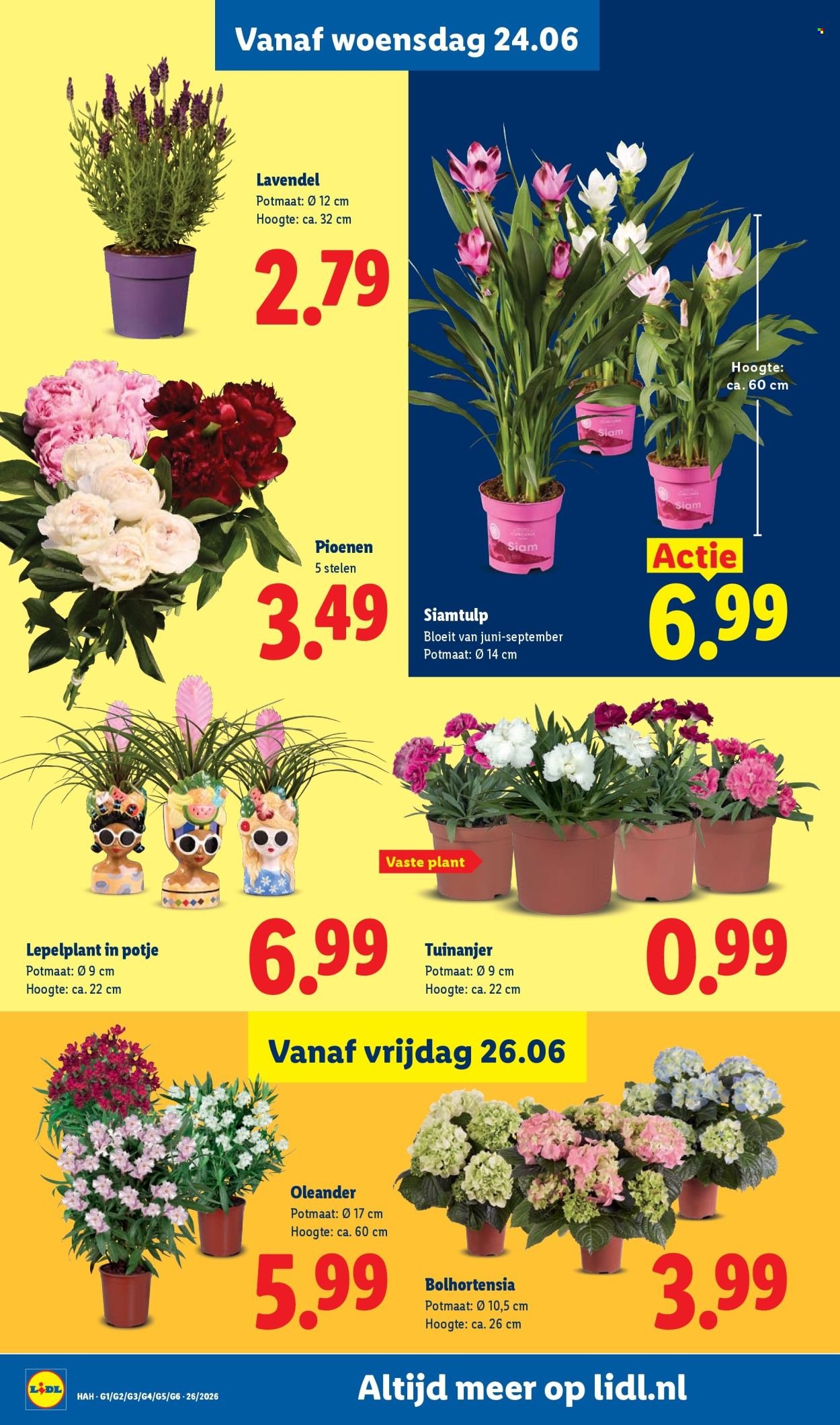 LIDL folder - Week 26