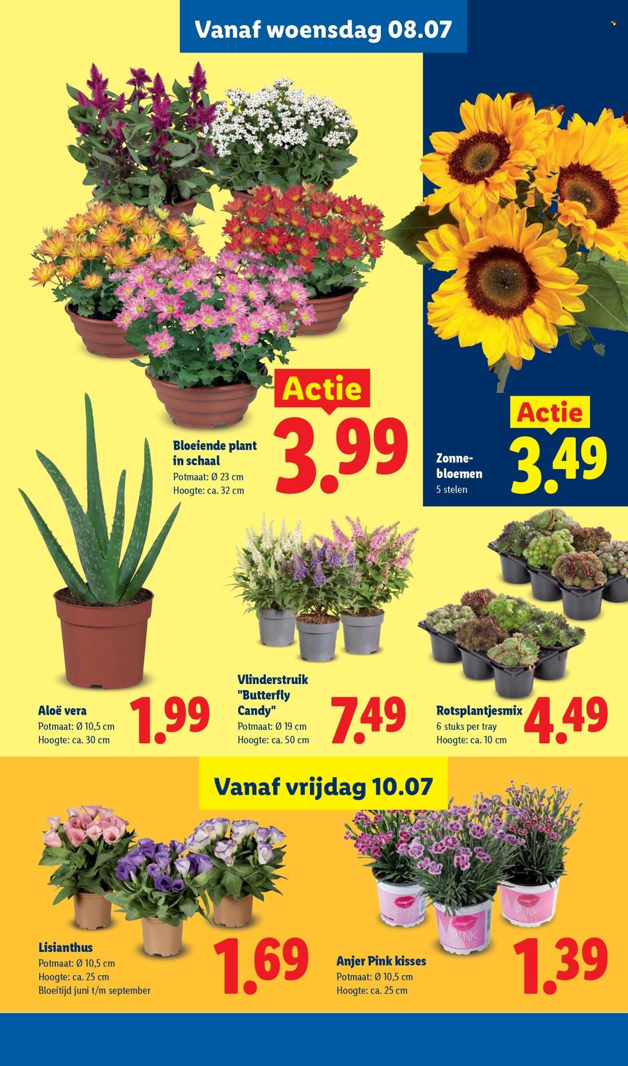 LIDL folder - Week 28