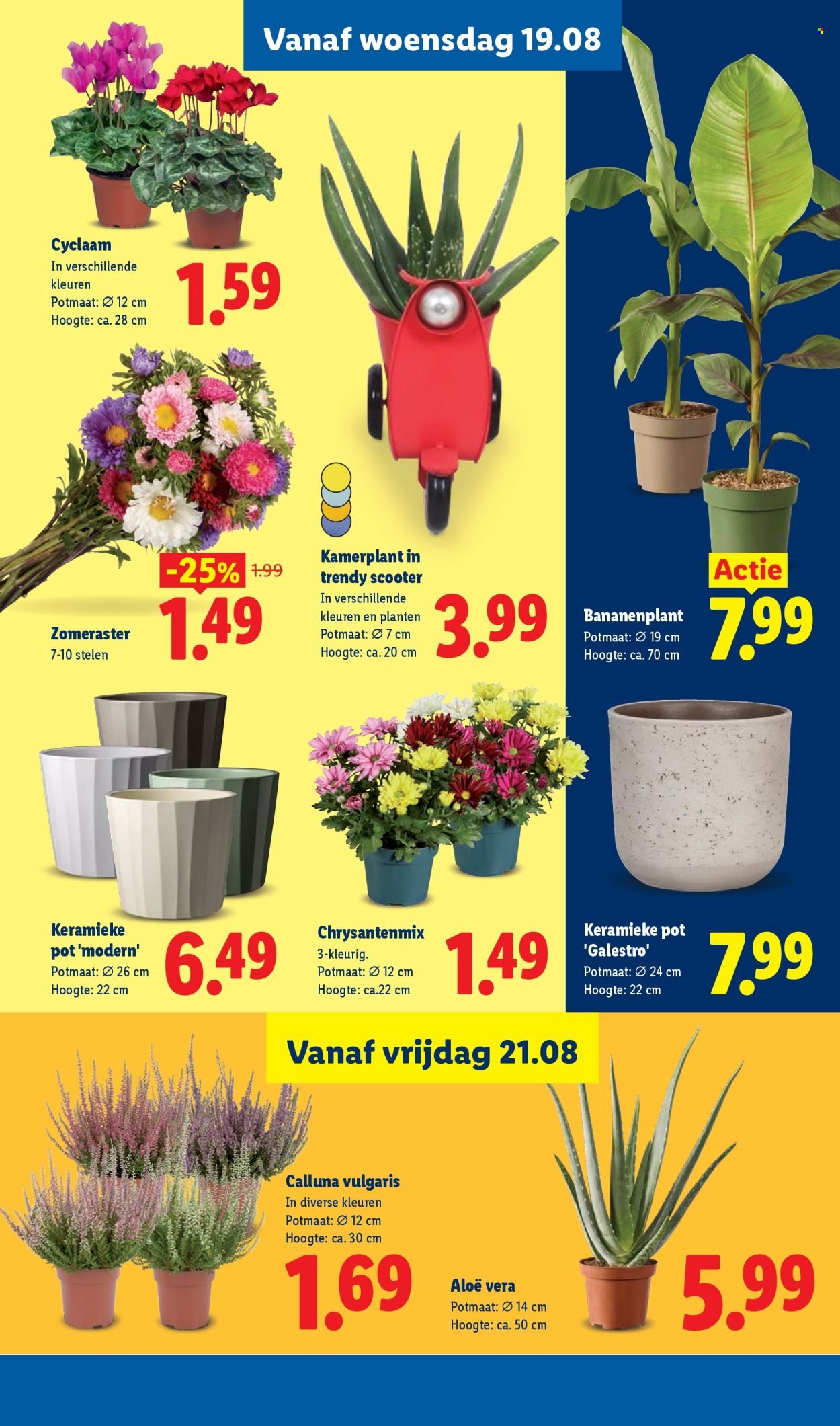 LIDL folder - Week 34