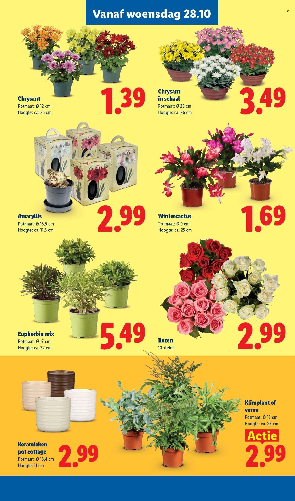 LIDL folder - Week 44