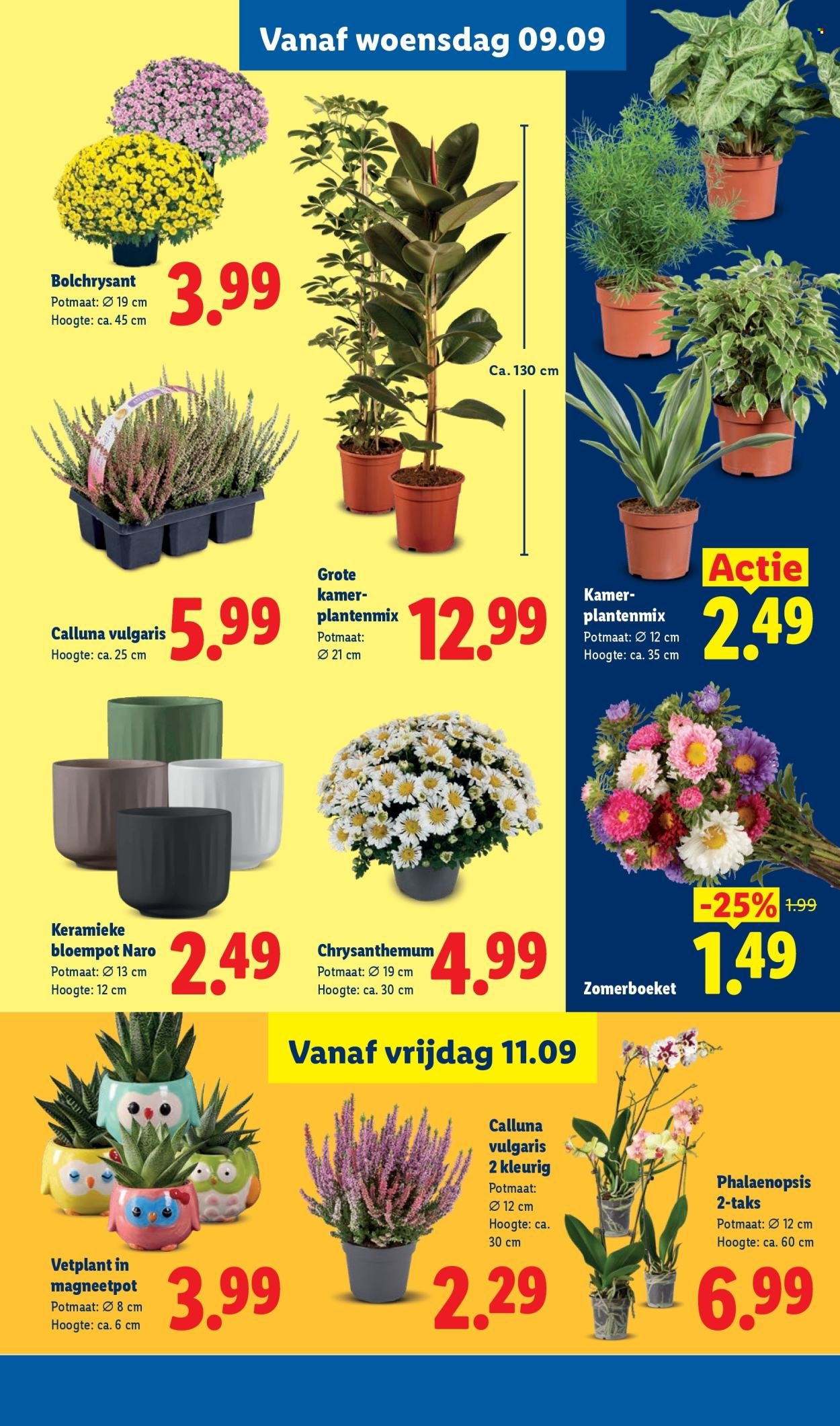LIDL folder - Week 37