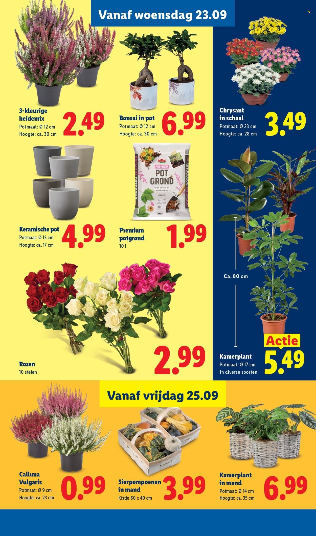 LIDL folder - Week 39