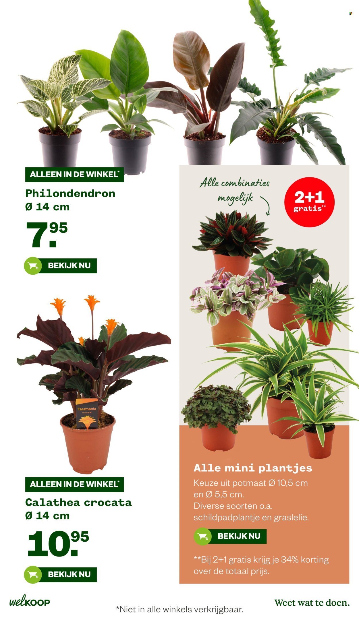 WELKOOP folder - Van maandag 20 oktober 2025 (2025-10-20 - 2025-11-09)