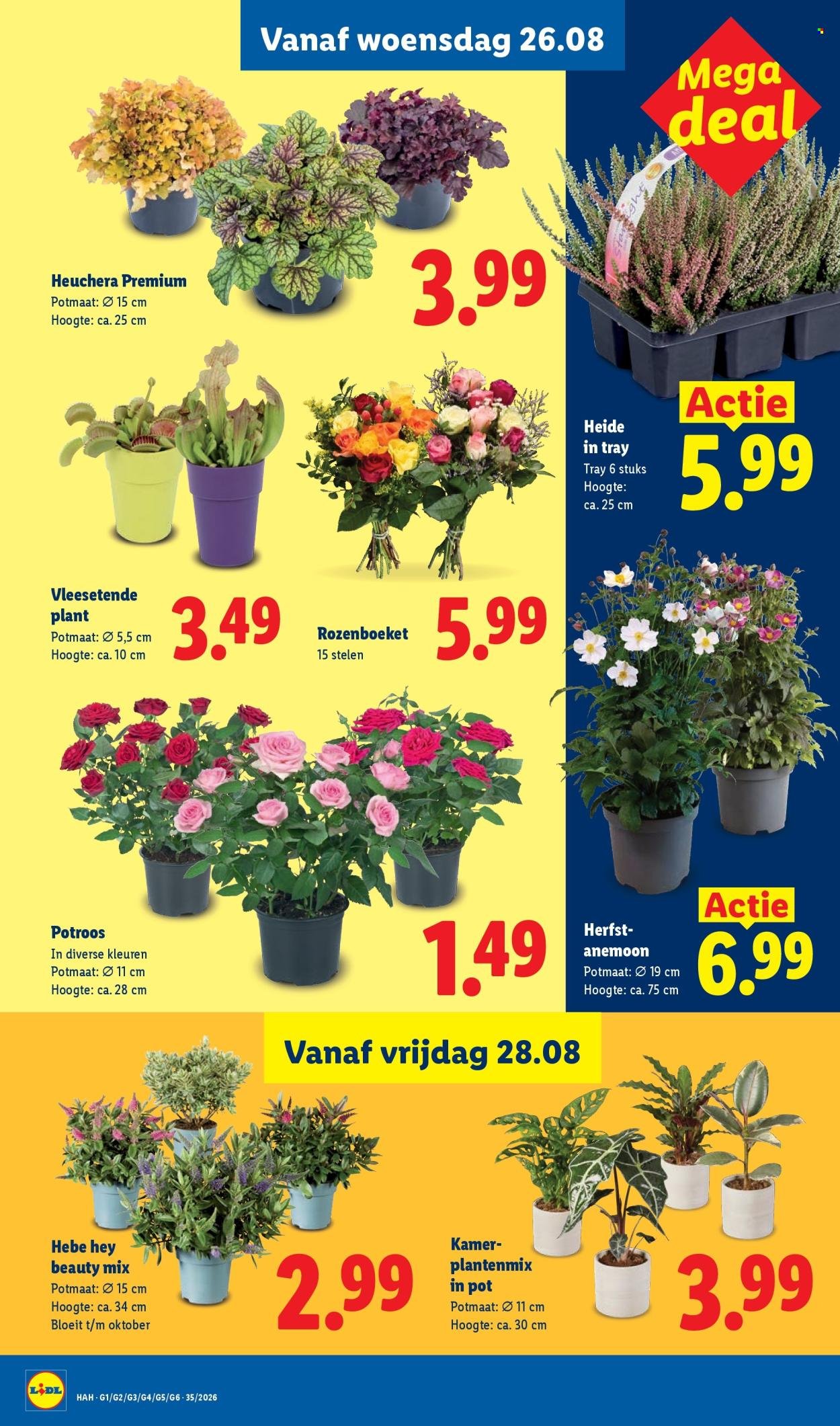 LIDL folder - Week 35