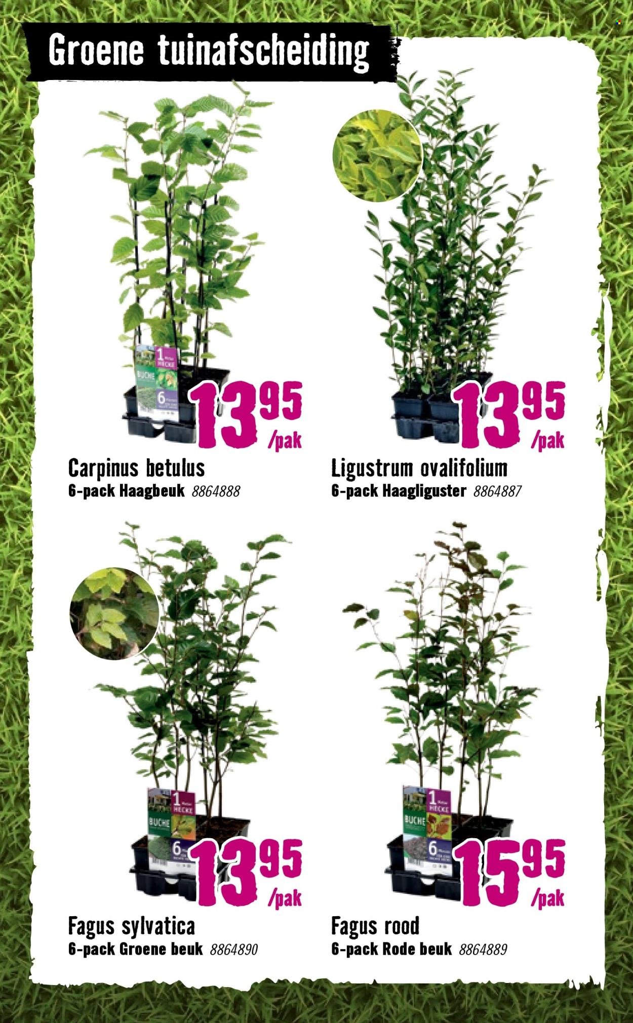 HORNBACH folder - Week 11