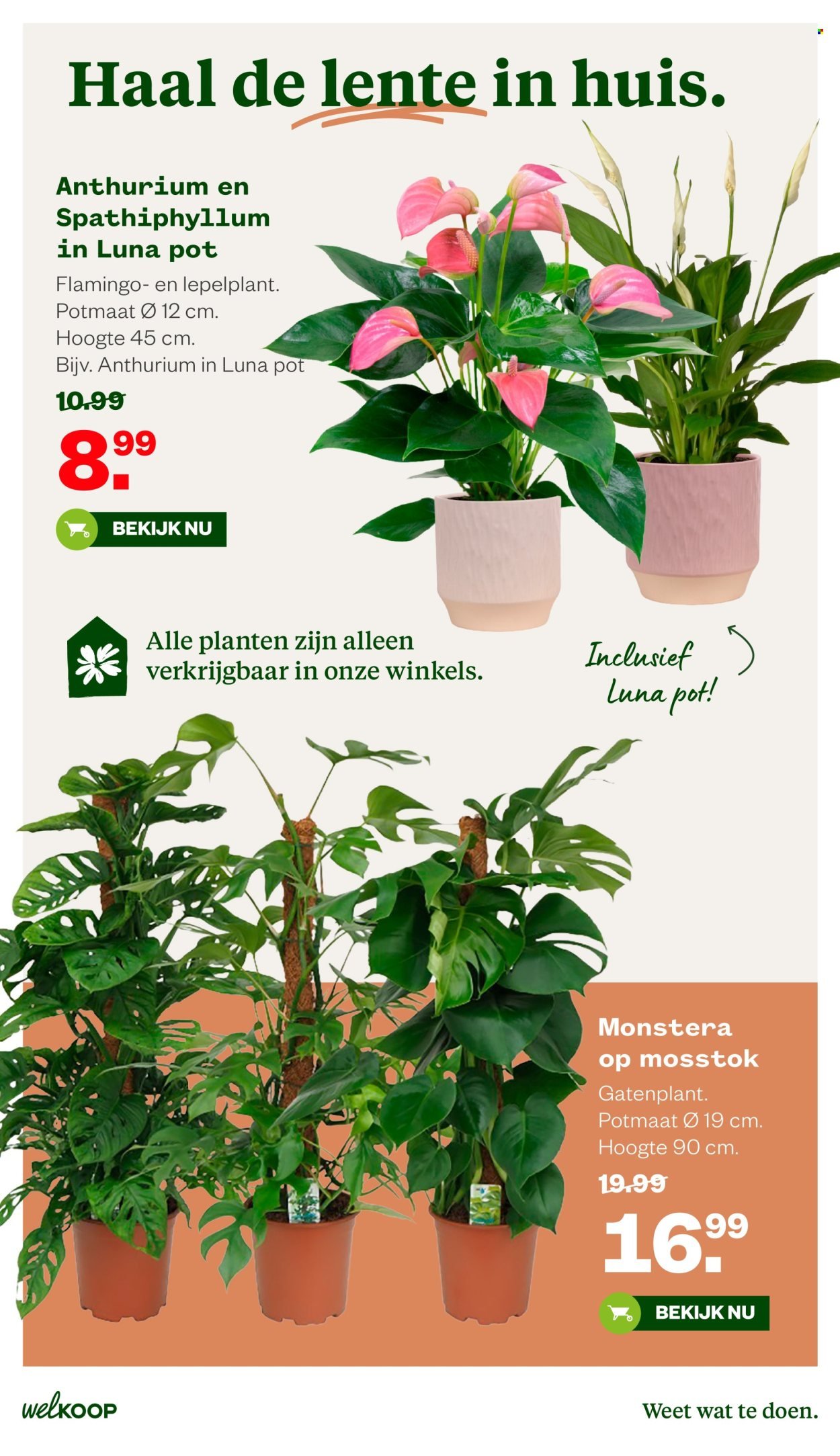 WELKOOP folder - Van maandag 16 maart 2026