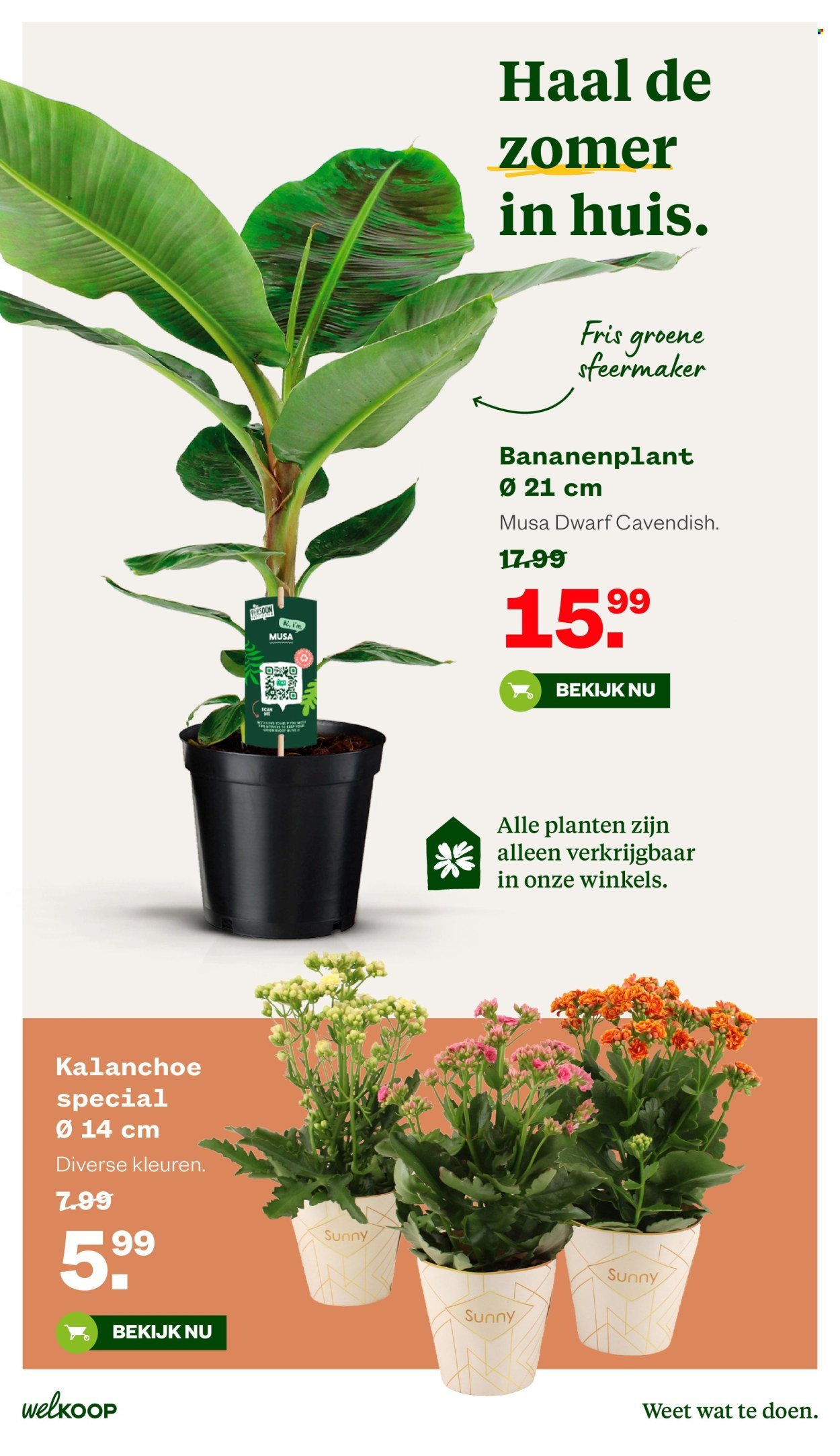 WELKOOP folder - Van maandag 20 juli 2026