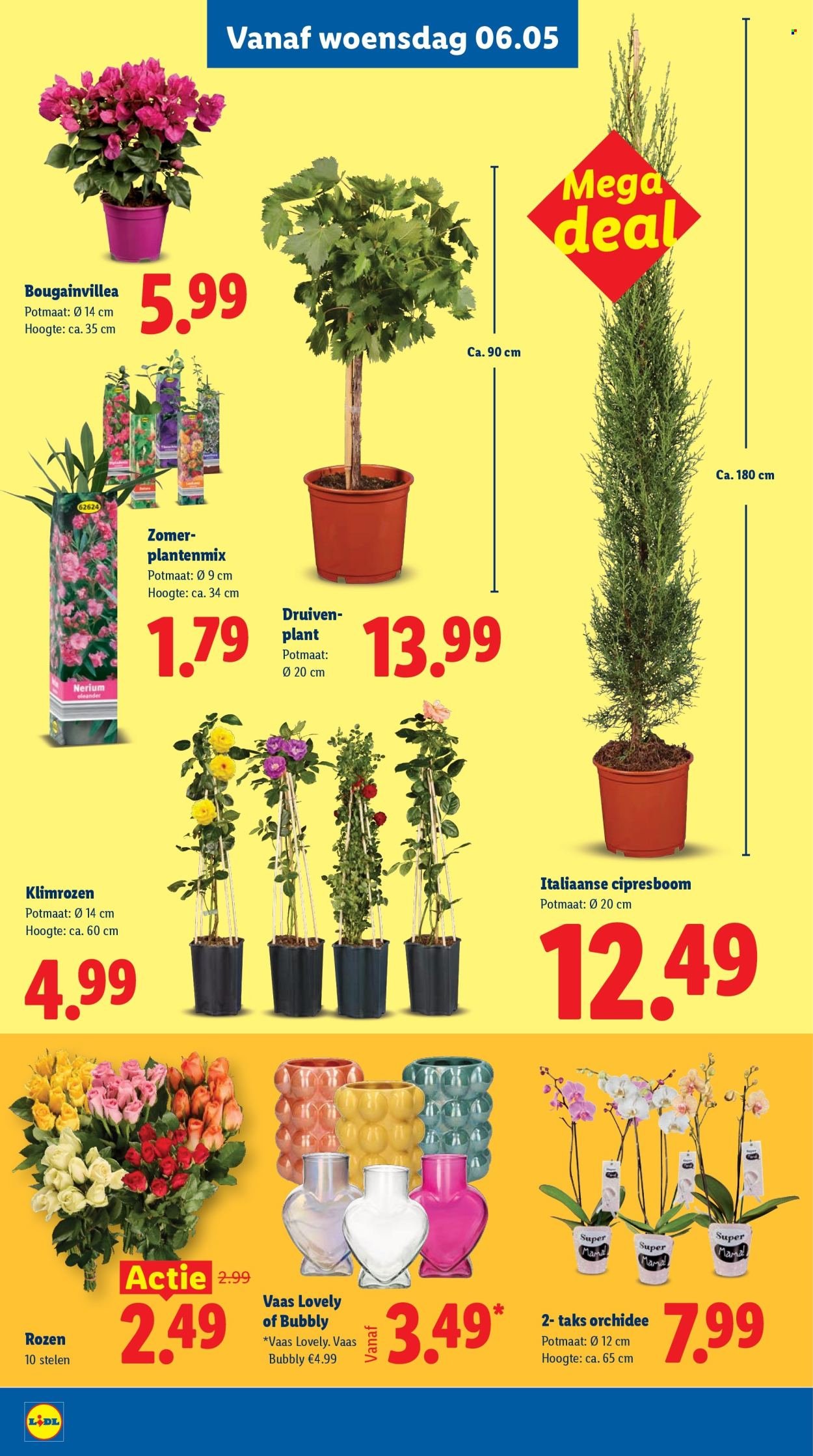 LIDL folder - Week 19