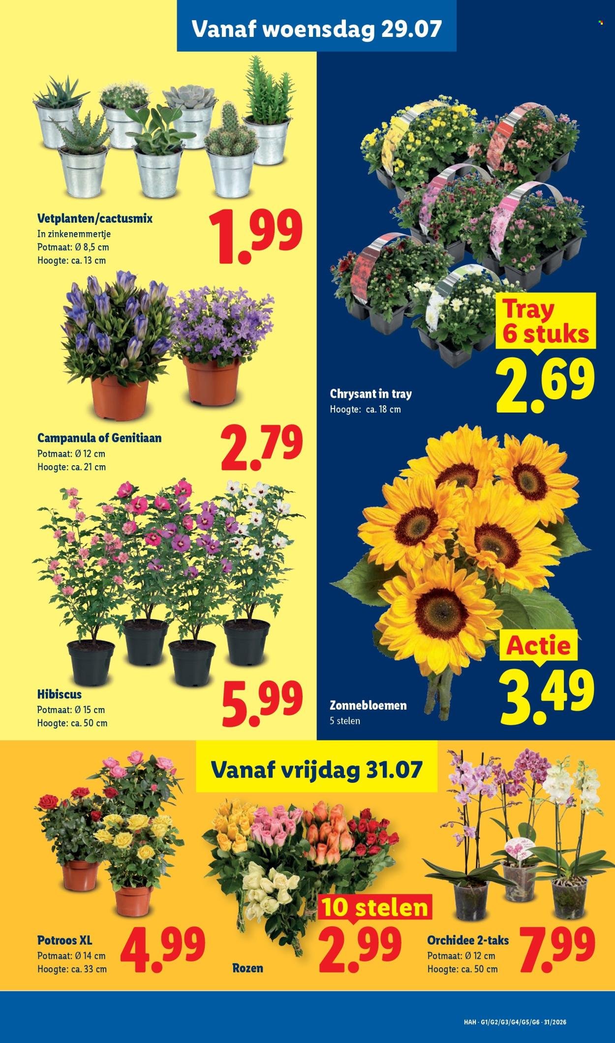 LIDL folder - Week 31