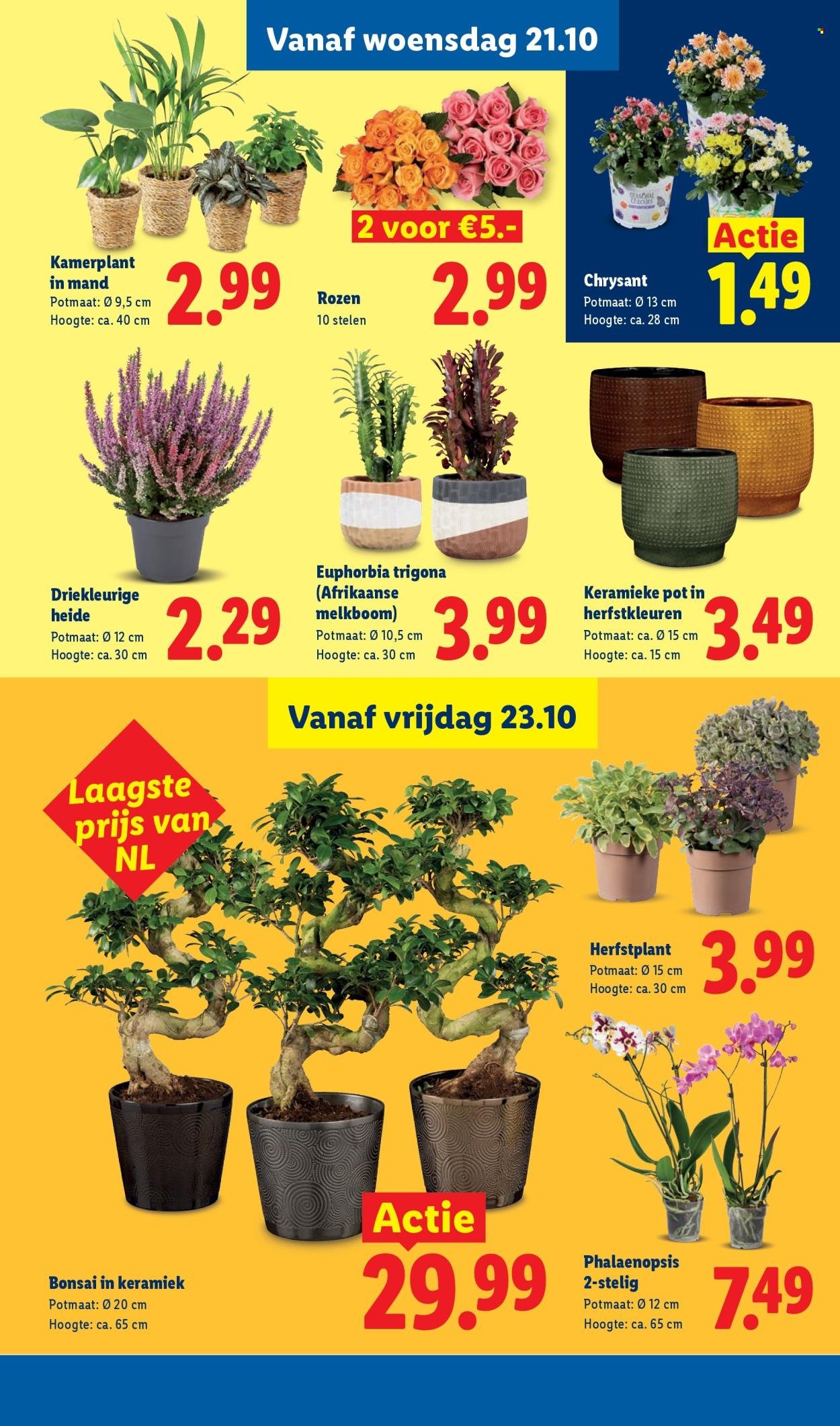 LIDL folder - Week 43