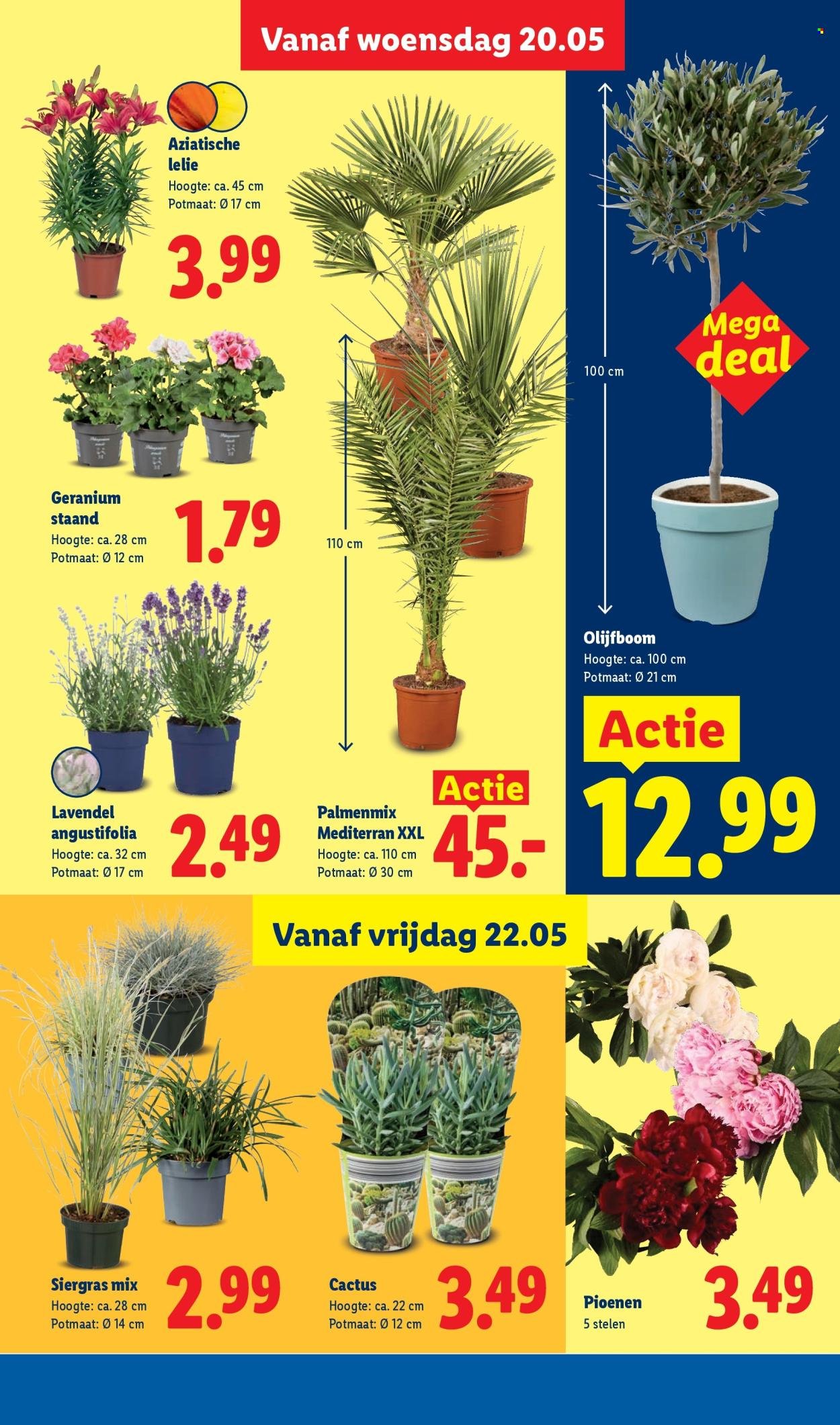 LIDL folder - Week 21