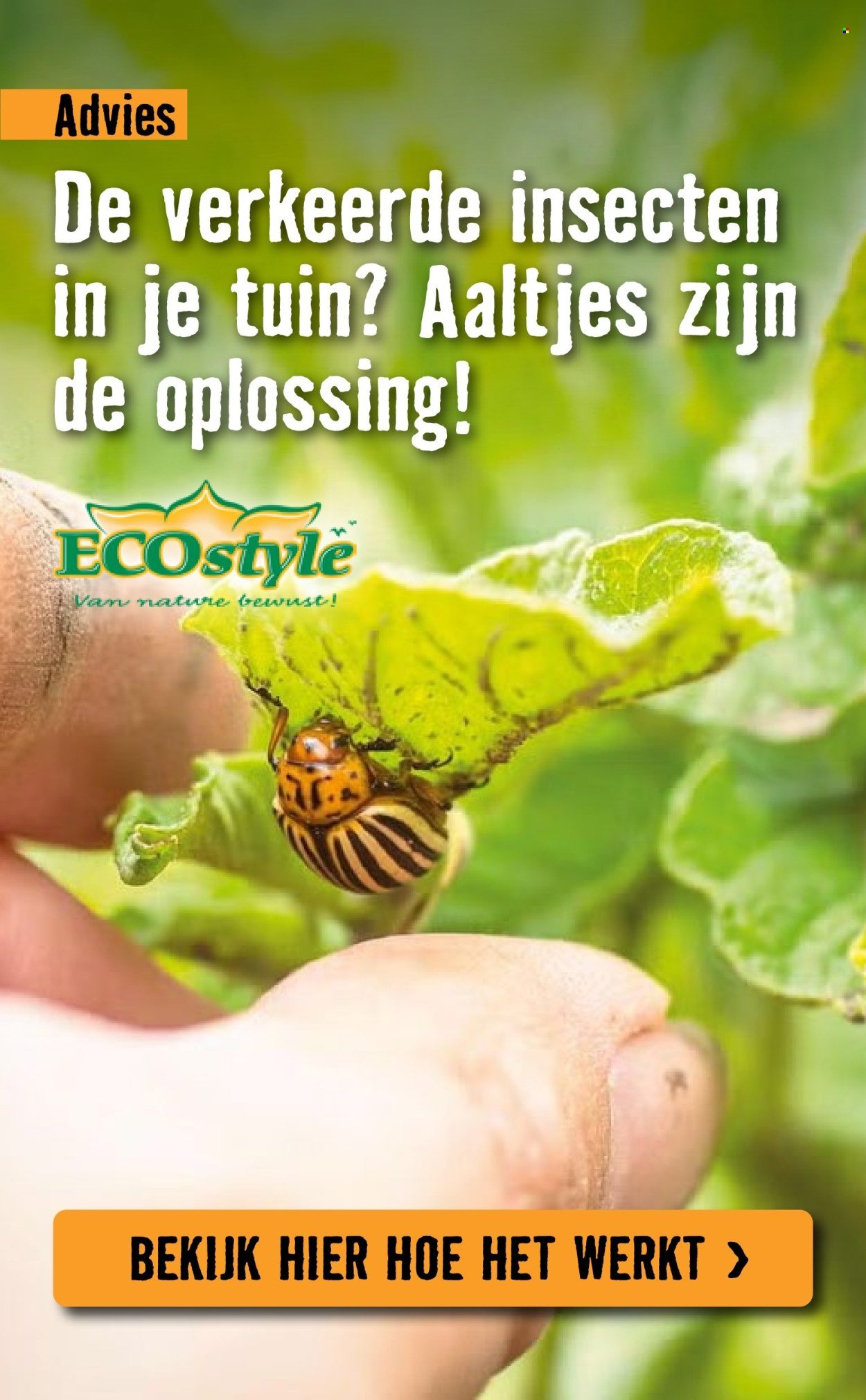 HORNBACH folder - Week 15