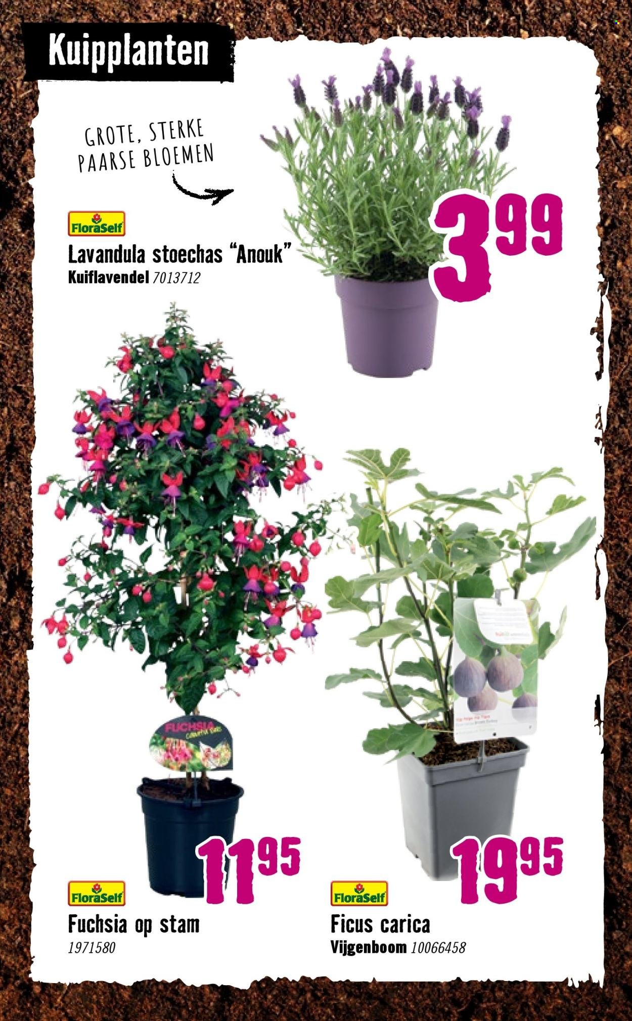 HORNBACH folder - Week 15