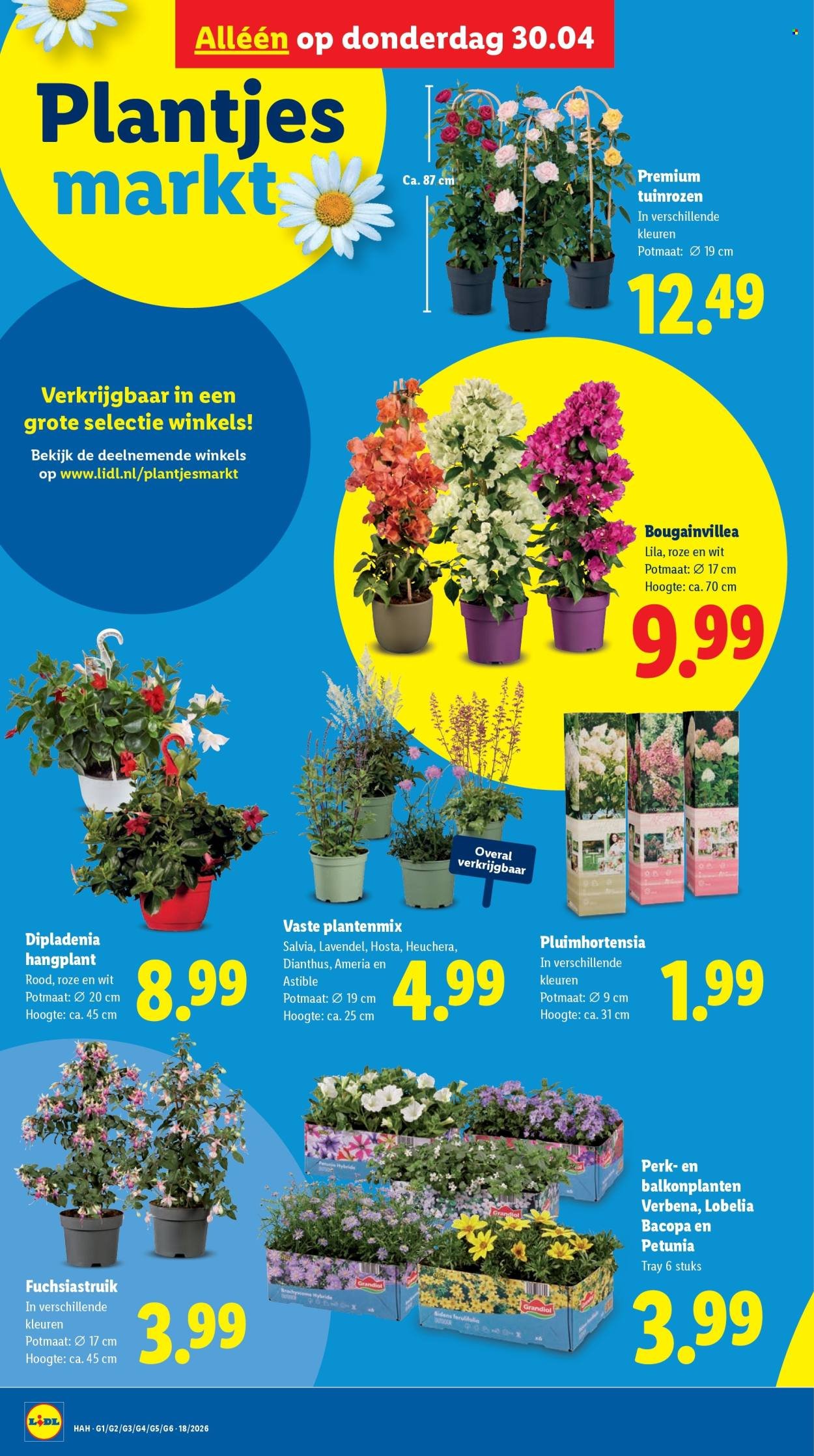 LIDL folder - Week 18