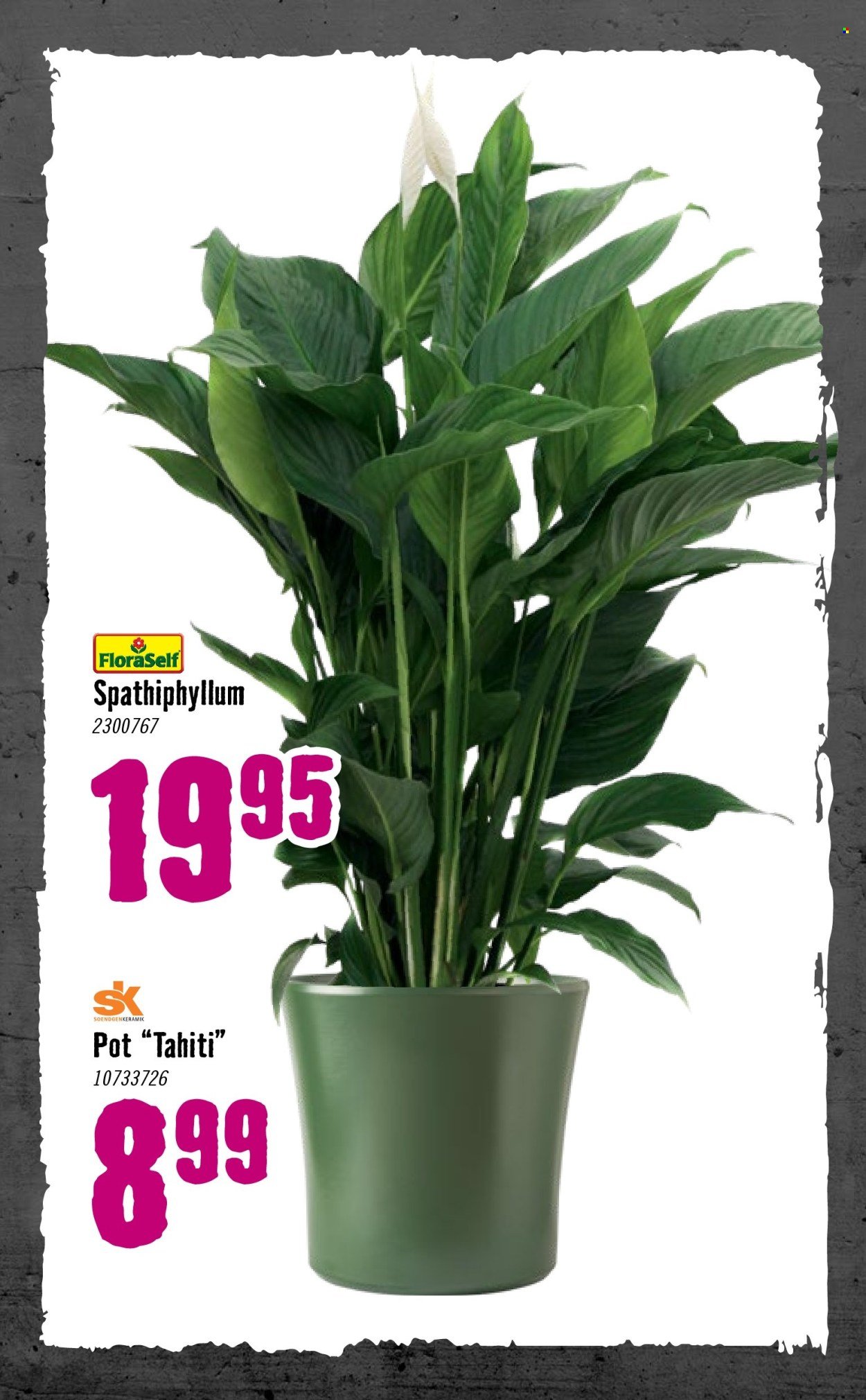 HORNBACH folder - Week 2