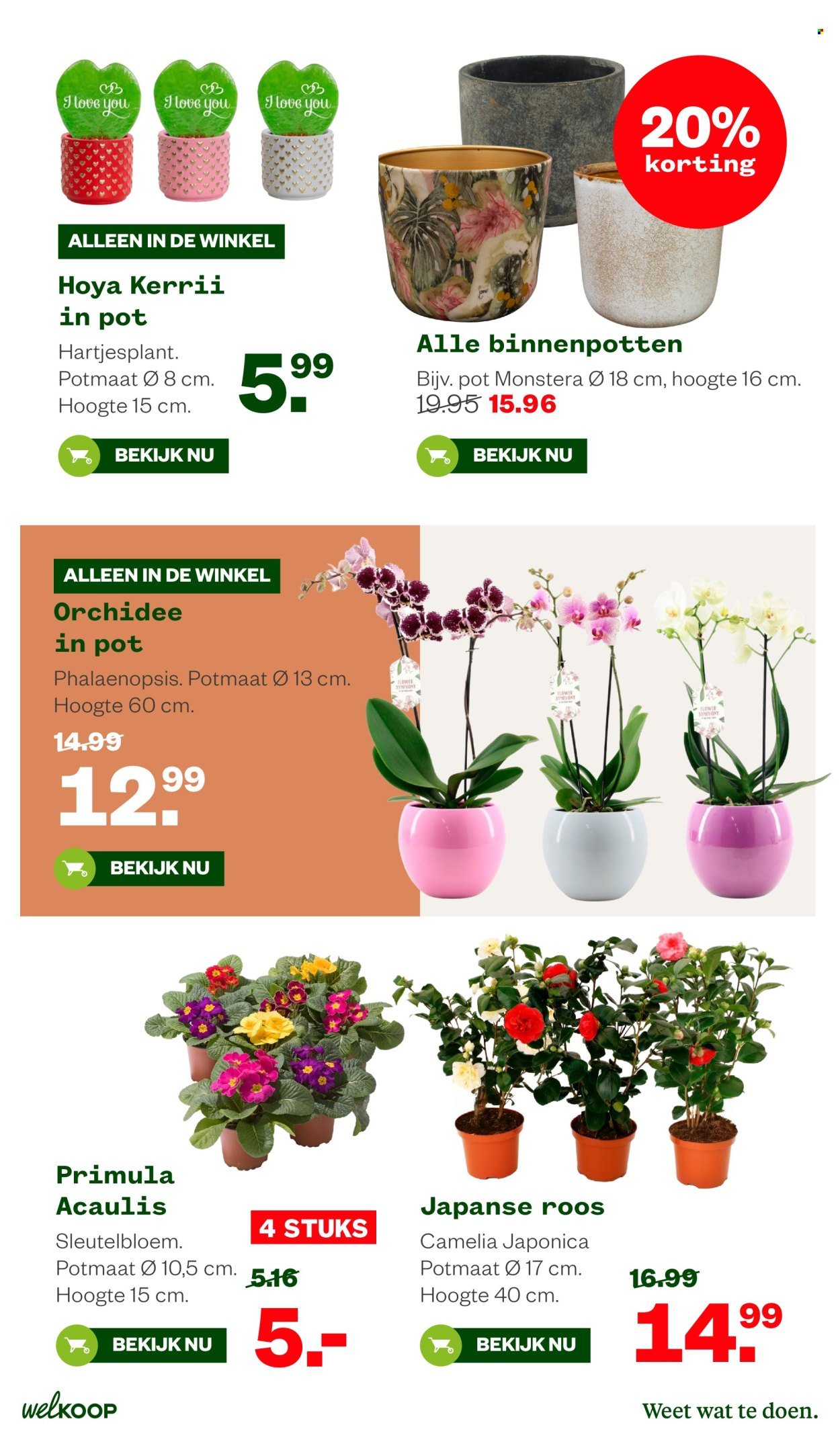 WELKOOP folder - Van maandag 2 februari 2026