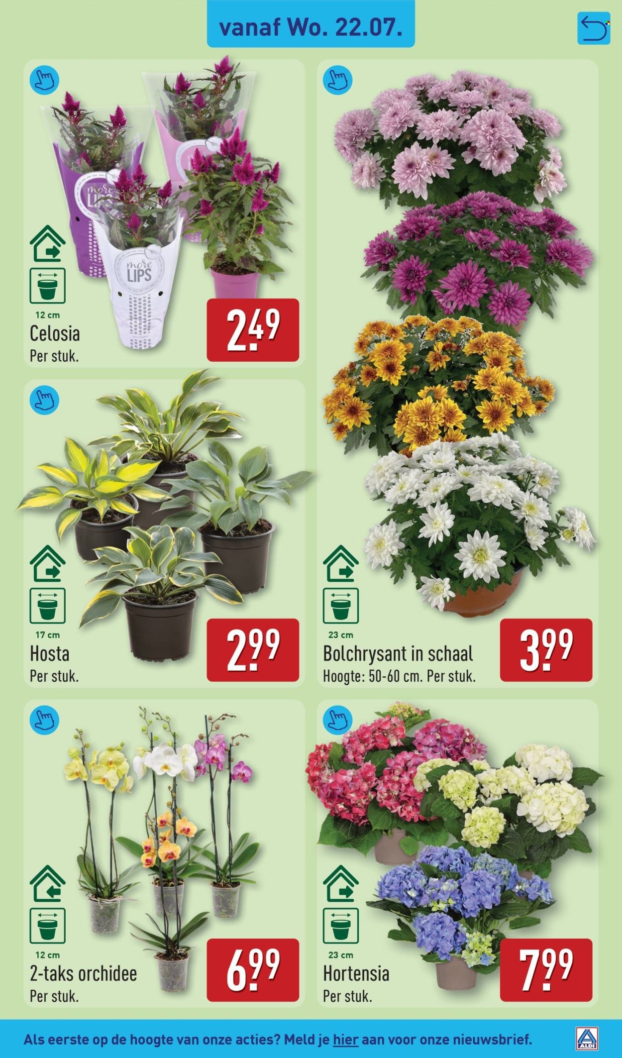ALDI folder - Van maandag 20 juli 2026