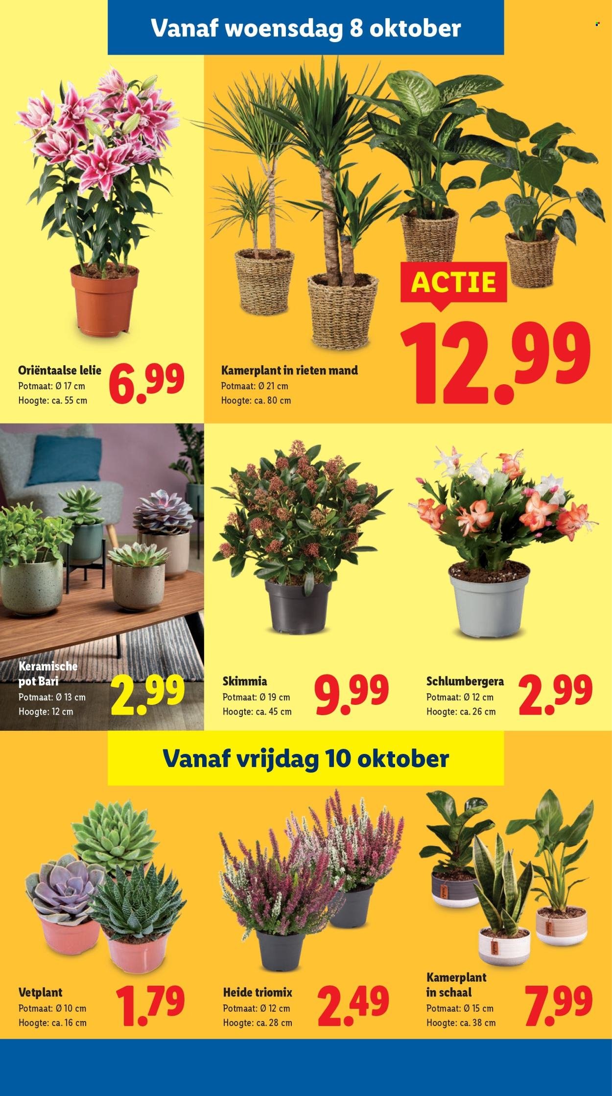 LIDL folder - Week 41 (2025-10-06 - 2025-10-12)