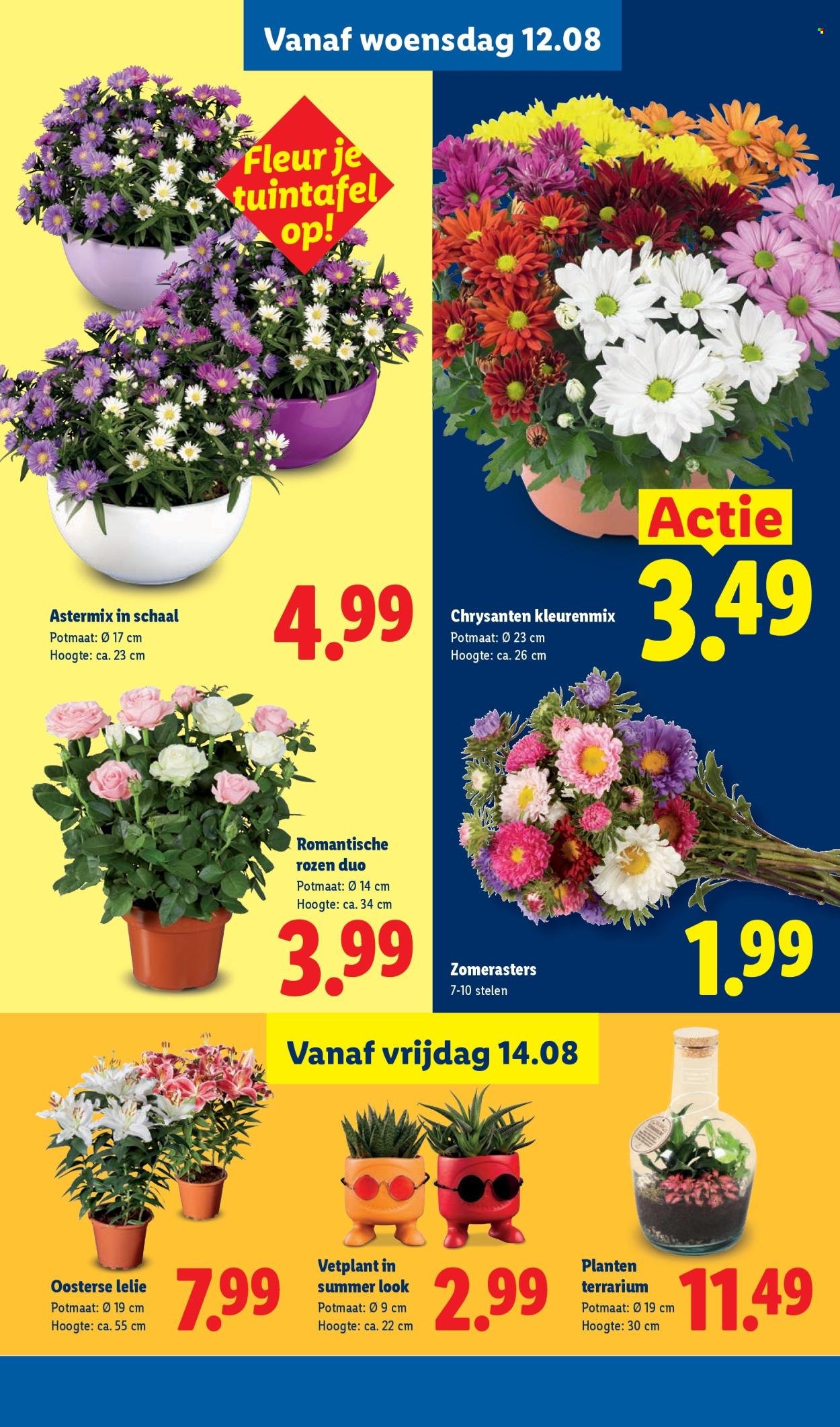 LIDL folder - Week 33