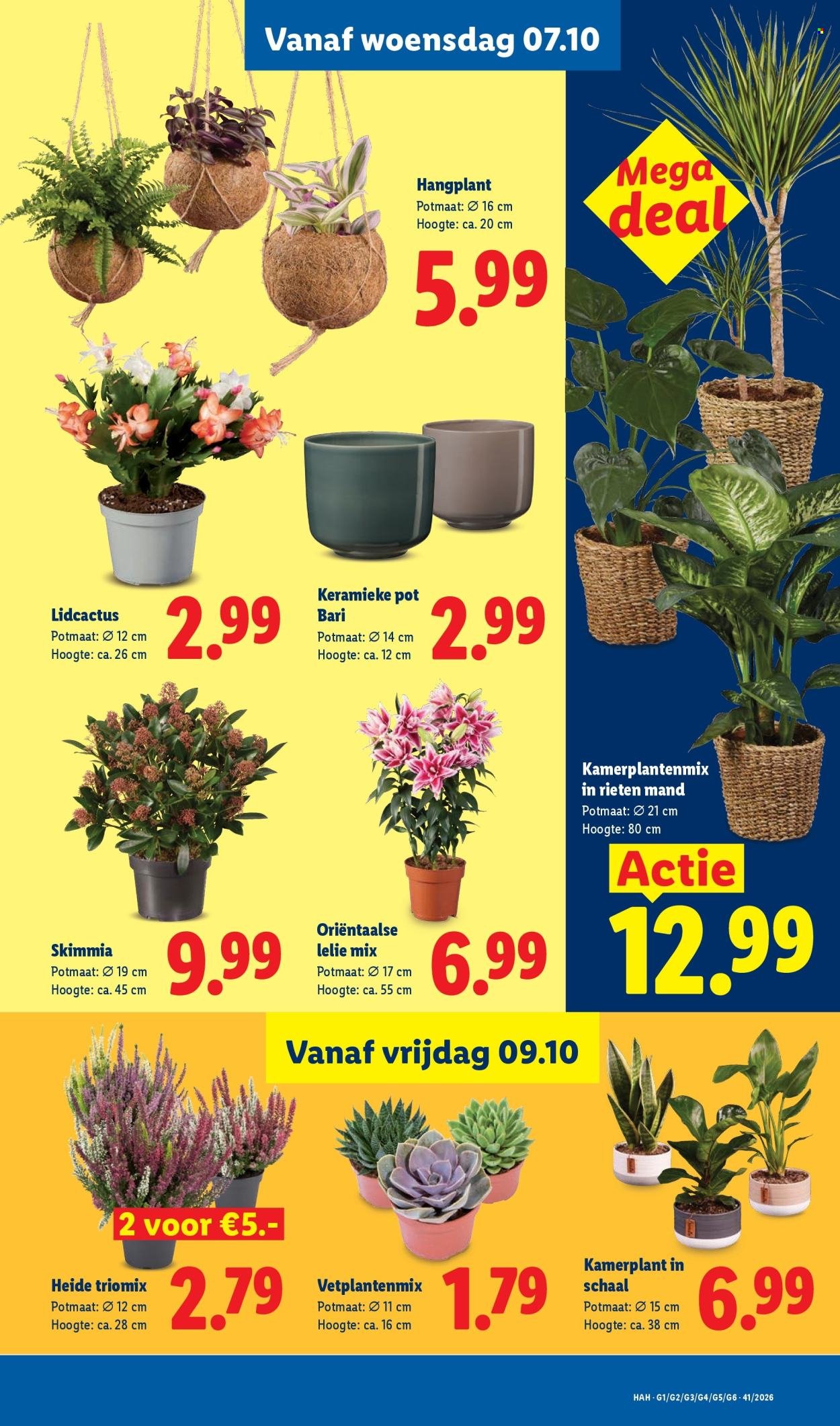 LIDL folder - Week 41