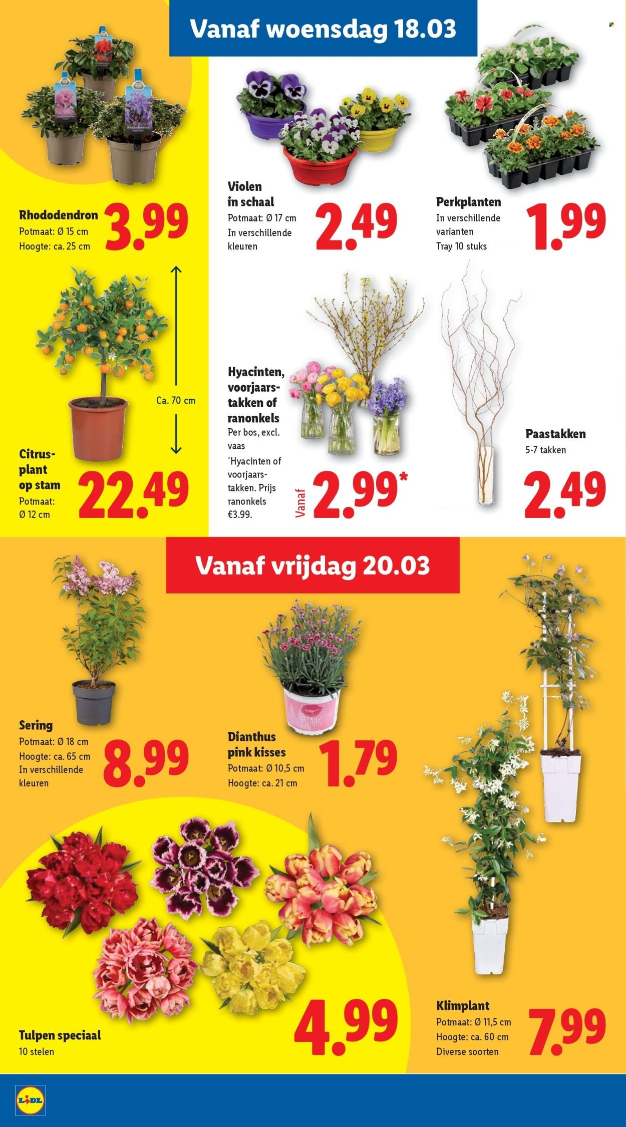 LIDL folder - Week 12