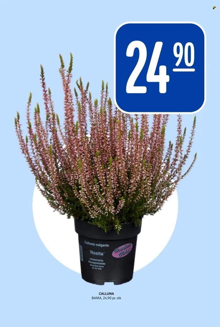 REMA 1000 kundeavis - Uke 37 (2025-09-08 - 2025-09-14)