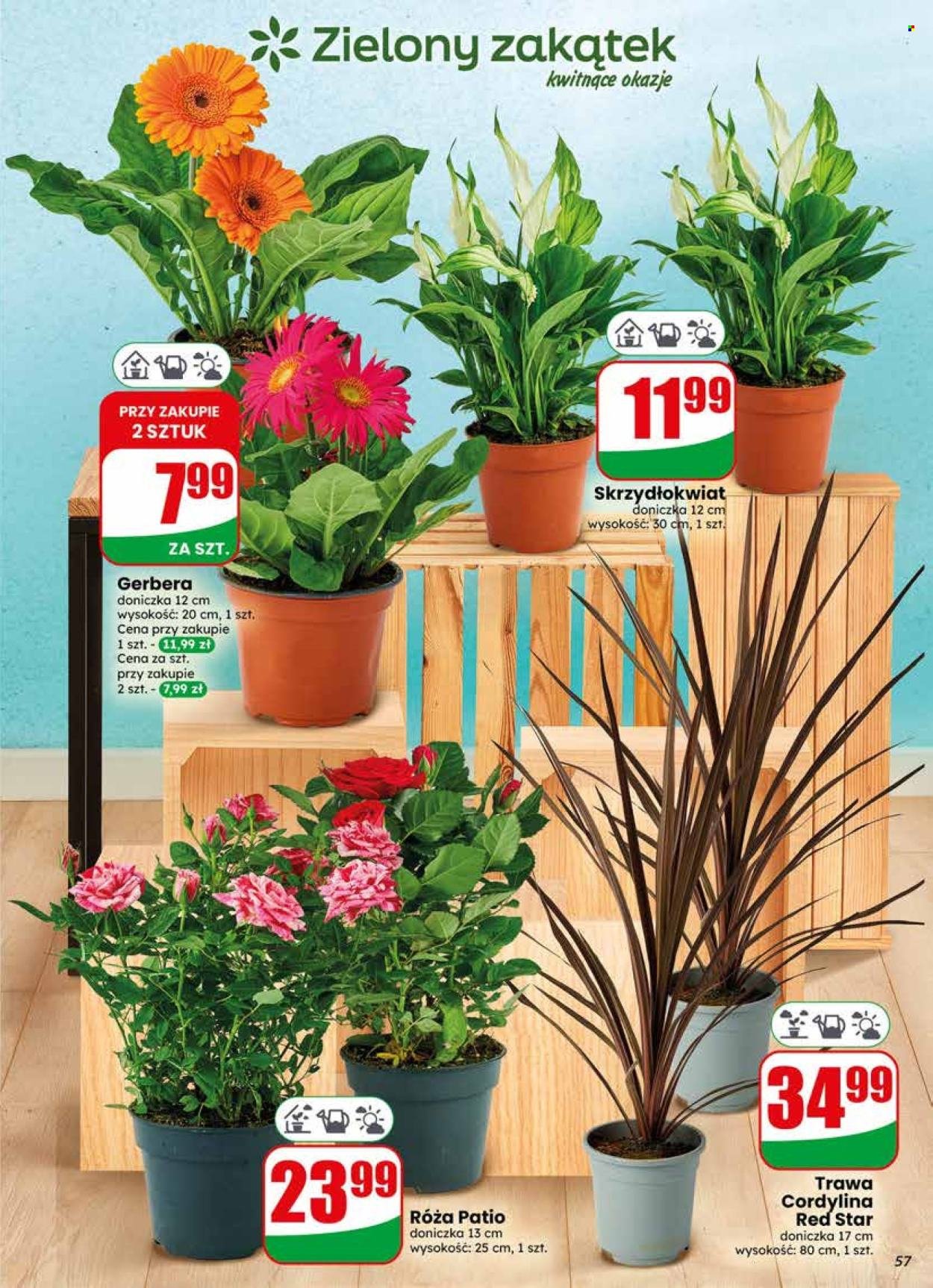 Gazetka DINO - Od środy 17.06.2026