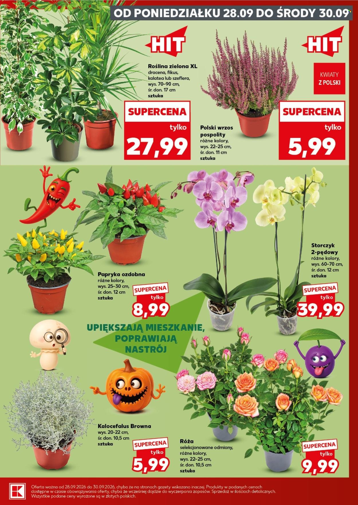 Gazetka KAUFLAND - Mocny Start