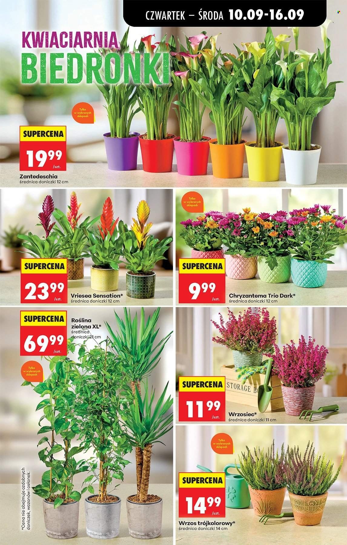 Gazetka BIEDRONKA - W tym tygodniu od czwartku