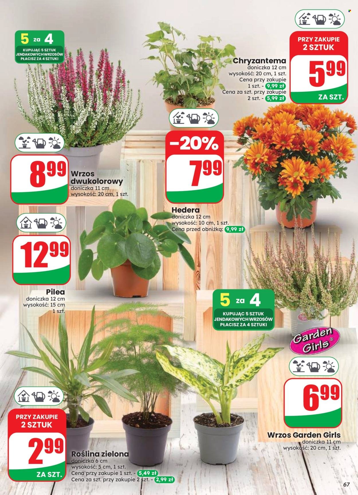Gazetka DINO - Od środy 12.08.2026