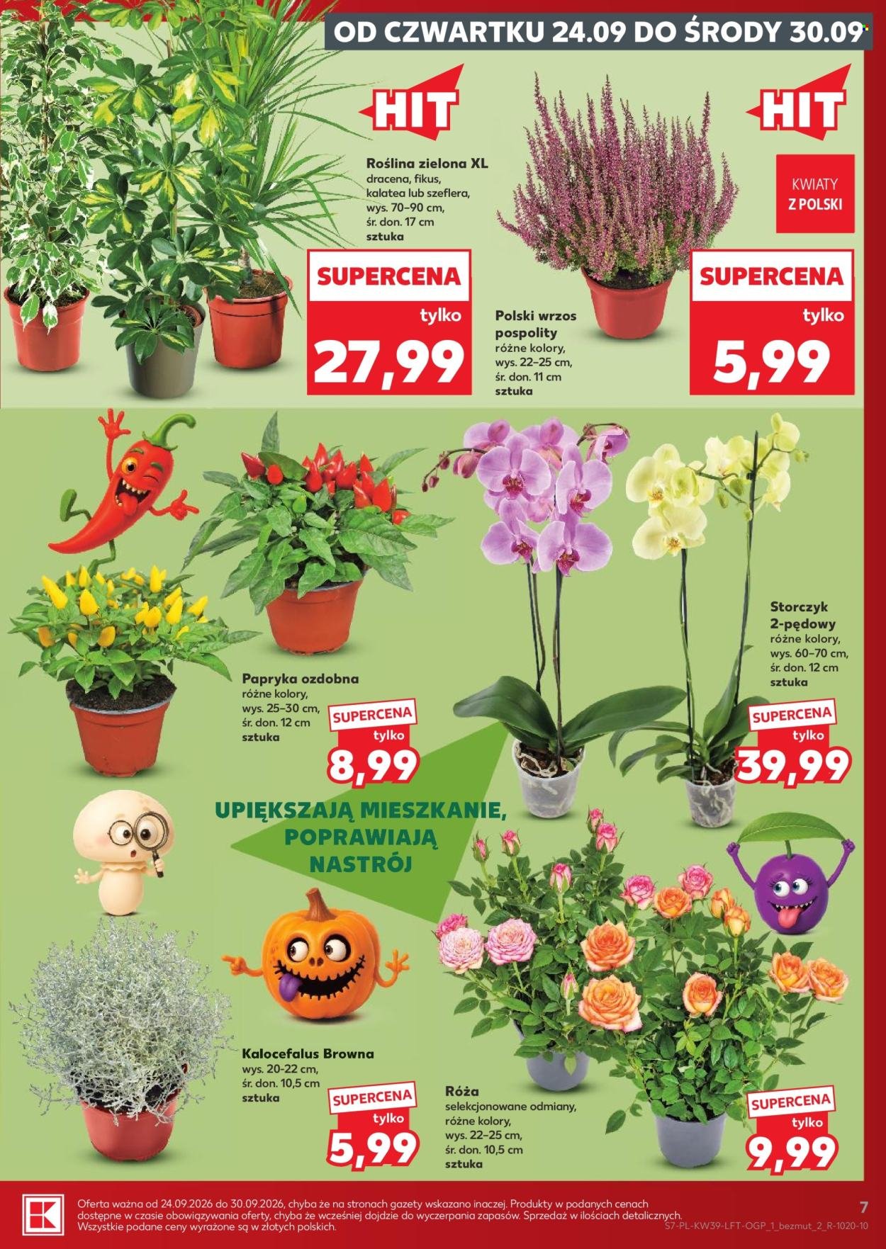 Gazetka KAUFLAND - Gazetka tygodnia