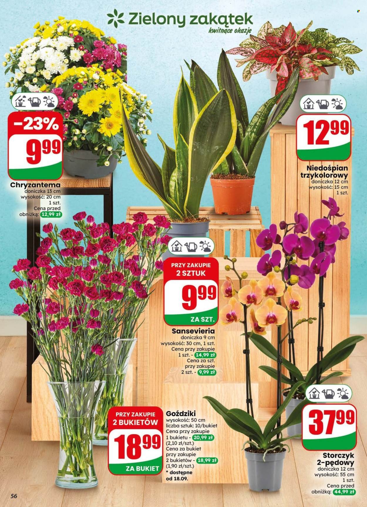 Gazetka DINO - Od środy 16.09.2026
