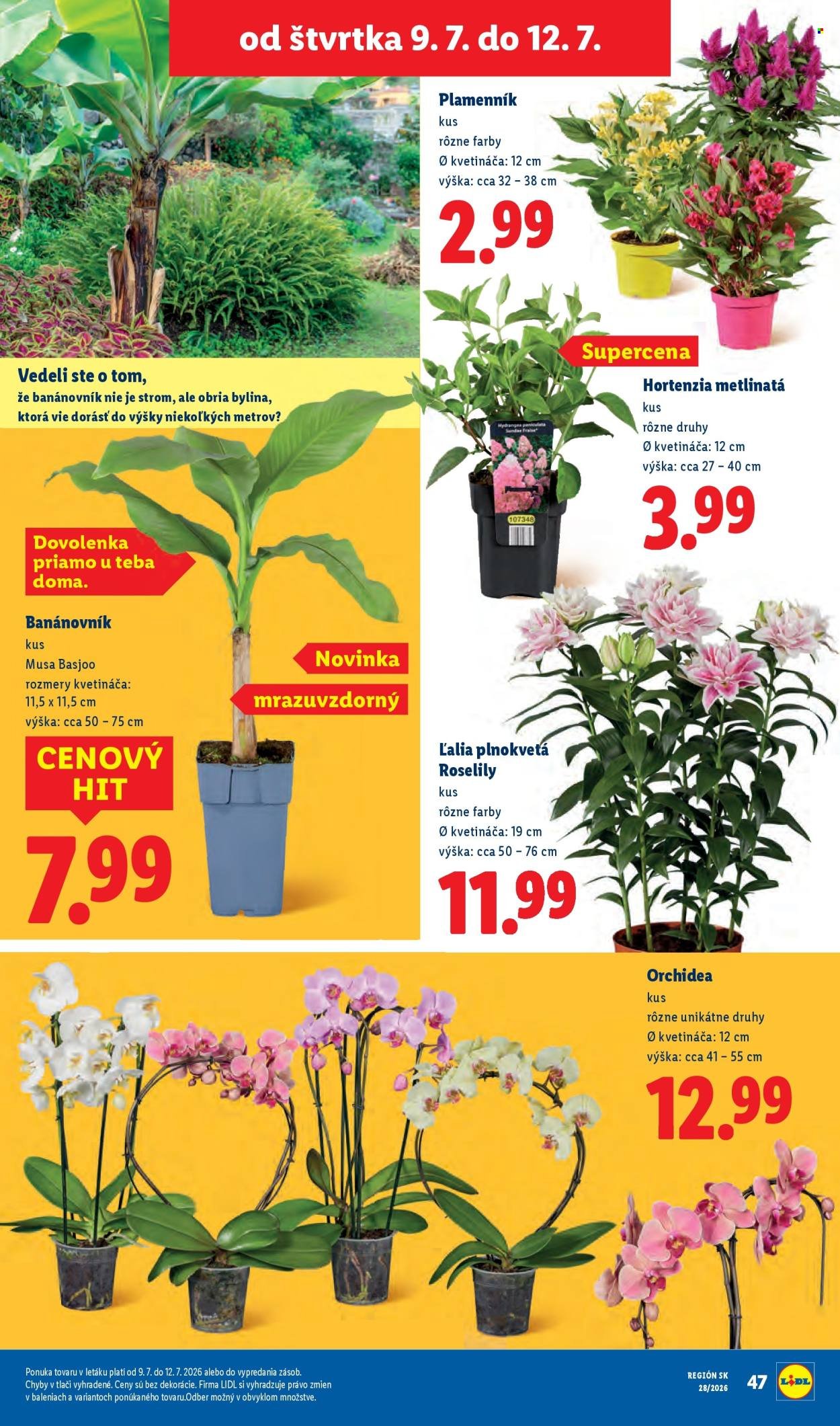 LIDL leták - Od pondelka 6.7.2026