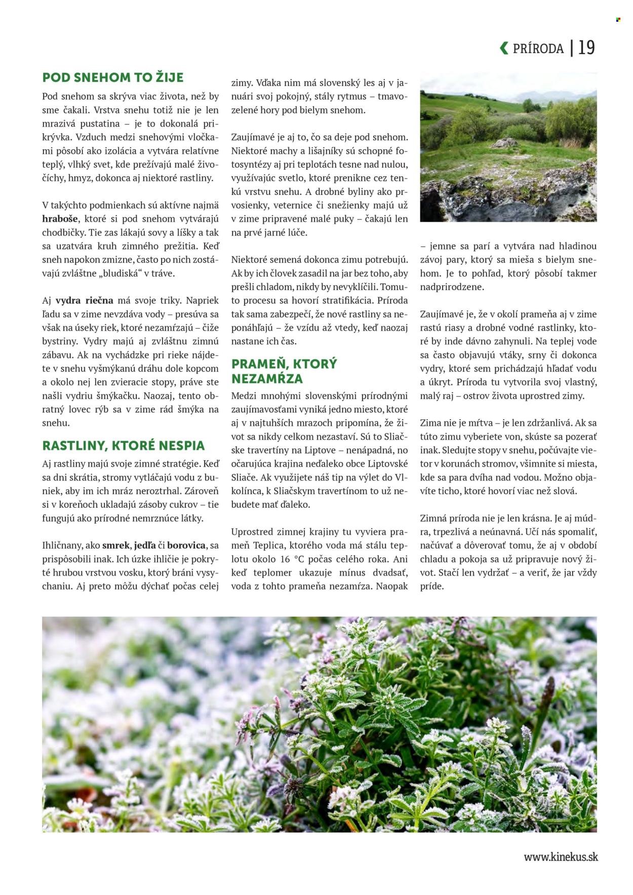 KINEKUS leták - K-Magazín Zima 2025 (2026-01-13) | 19