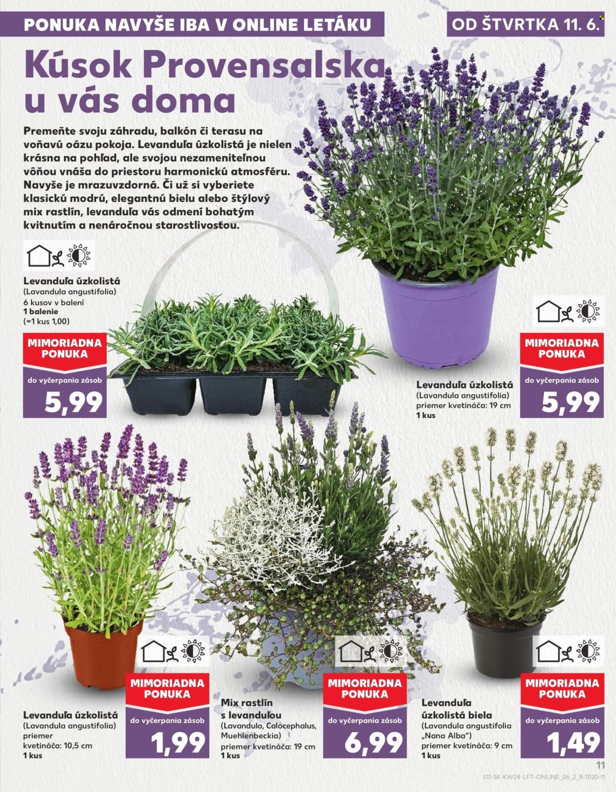 KAUFLAND leták - Od štvrtka 11.6.2026