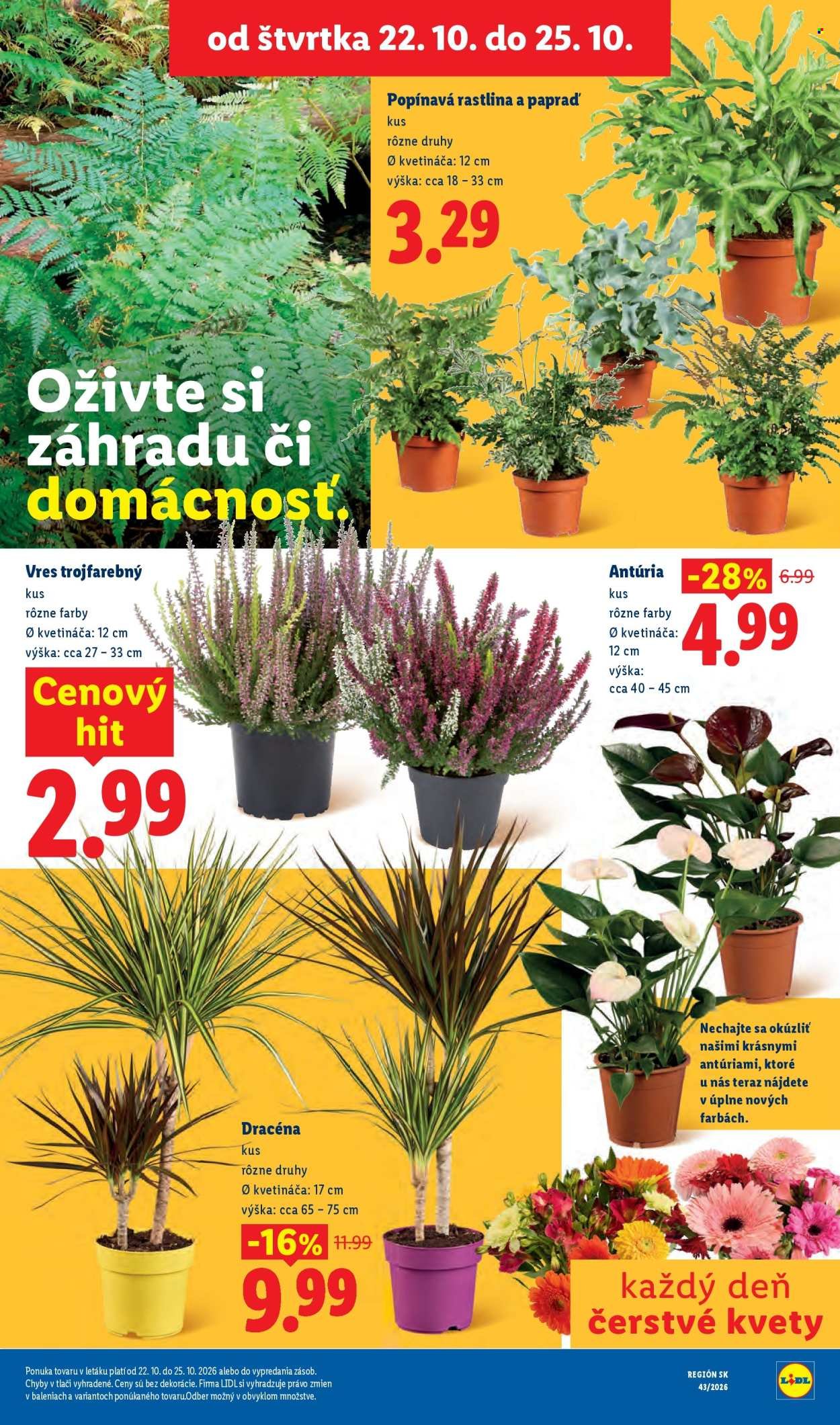 LIDL leták - Od pondelka 19.10.2026