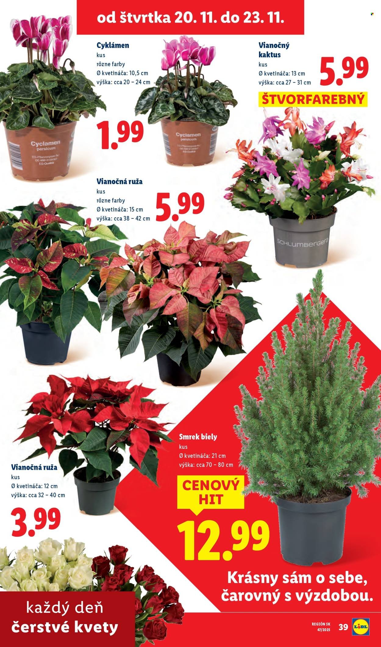 LIDL leták - Od pondelka 17.11.2025 (2025-11-17 - 2025-11-23) | 81