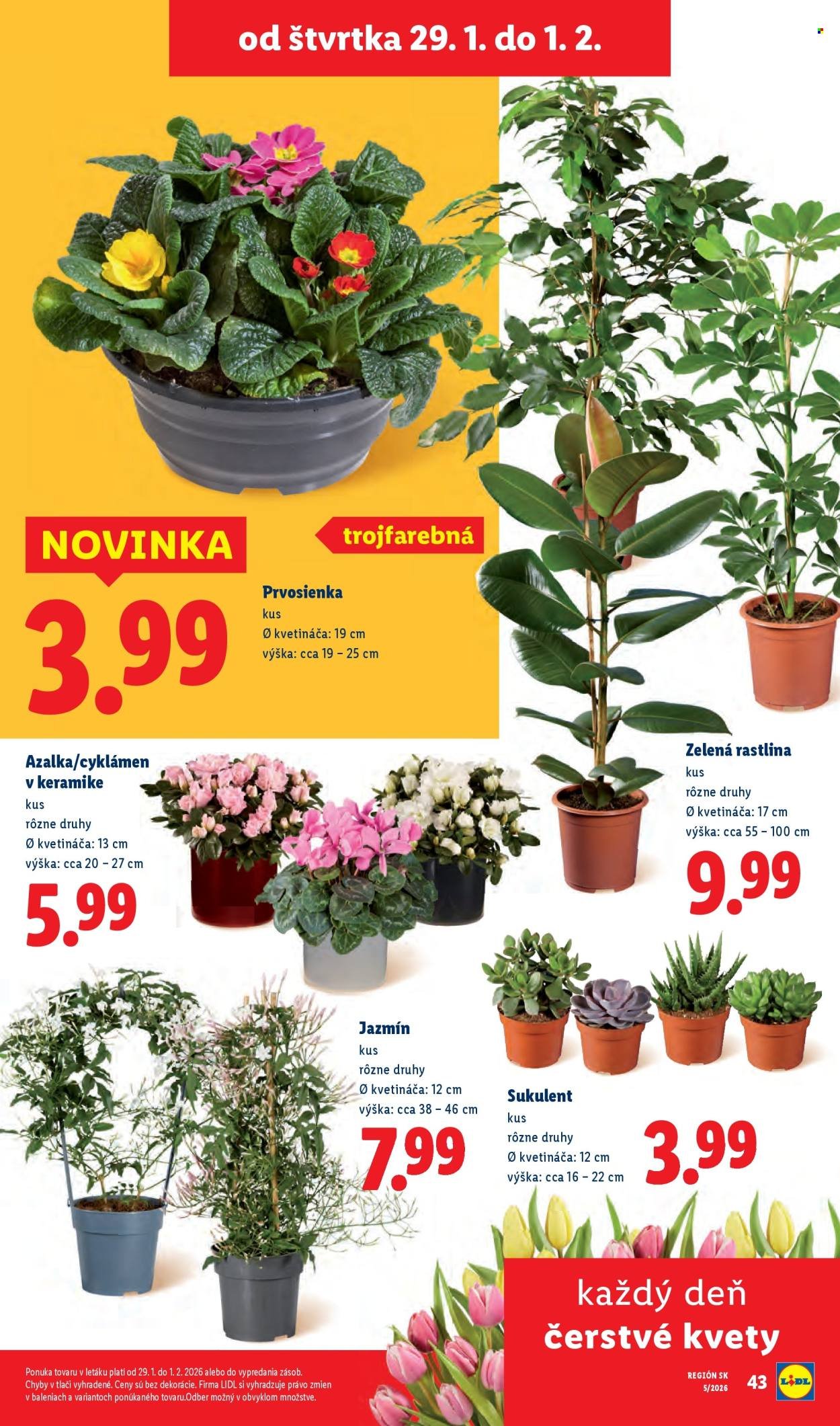 LIDL leták - Od pondelka 26.1.2026 (2026-01-26 - 2026-02-01) | 81