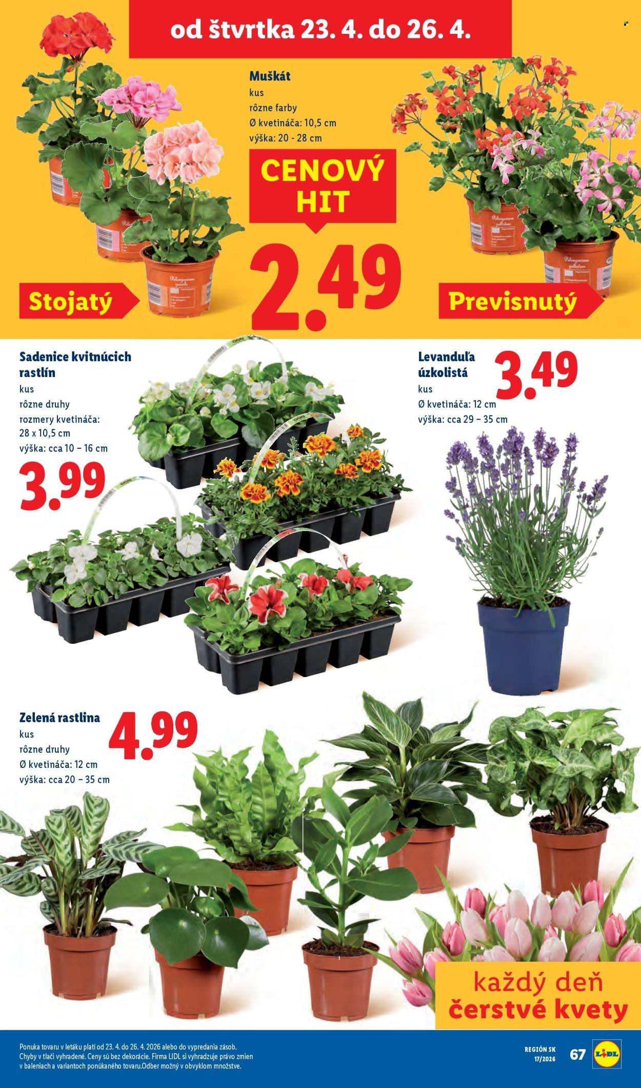 LIDL leták - Od pondelka 20.4.2026 (2026-04-20 - 2026-04-26) | 80