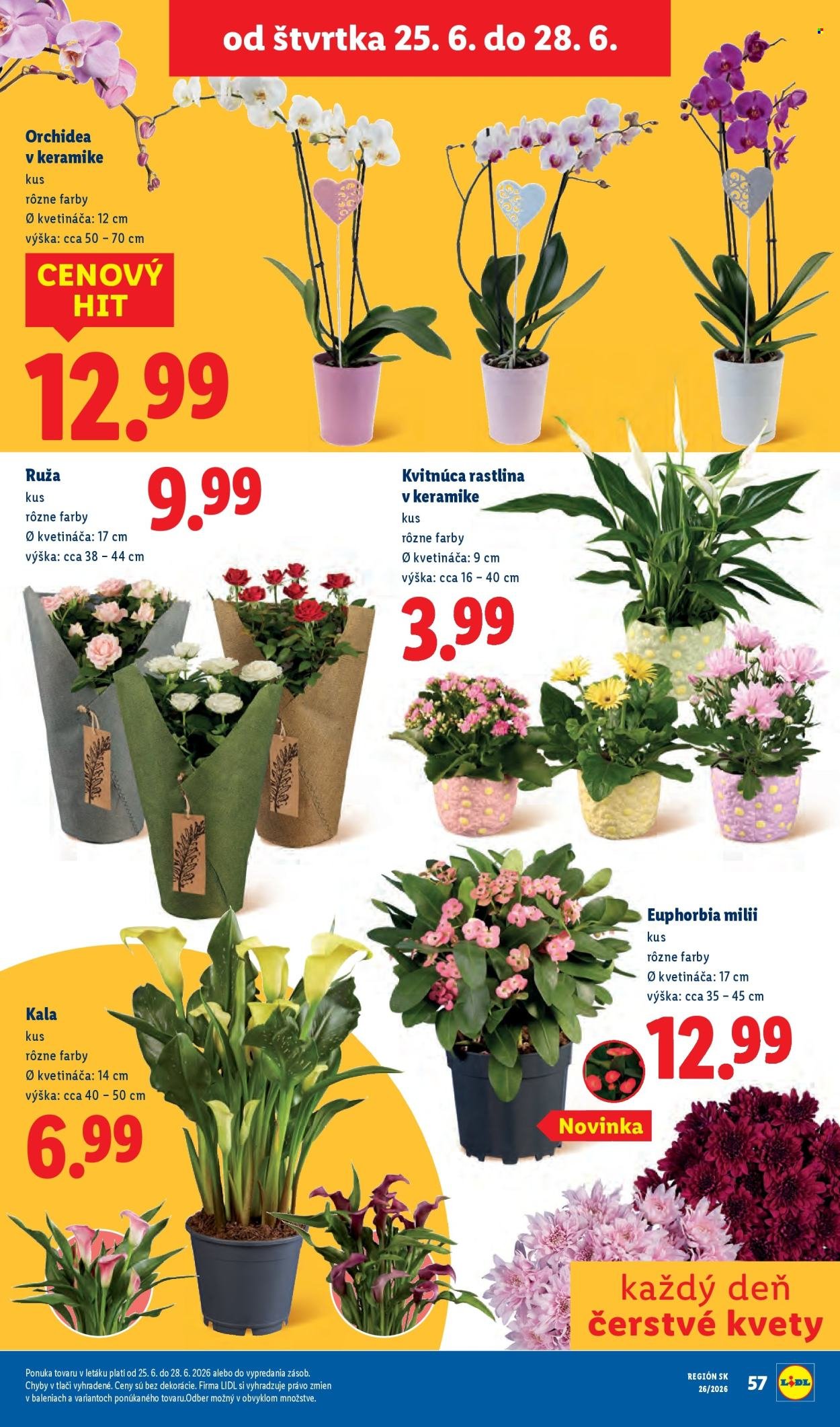 LIDL leták - Od pondelka 22.6.2026